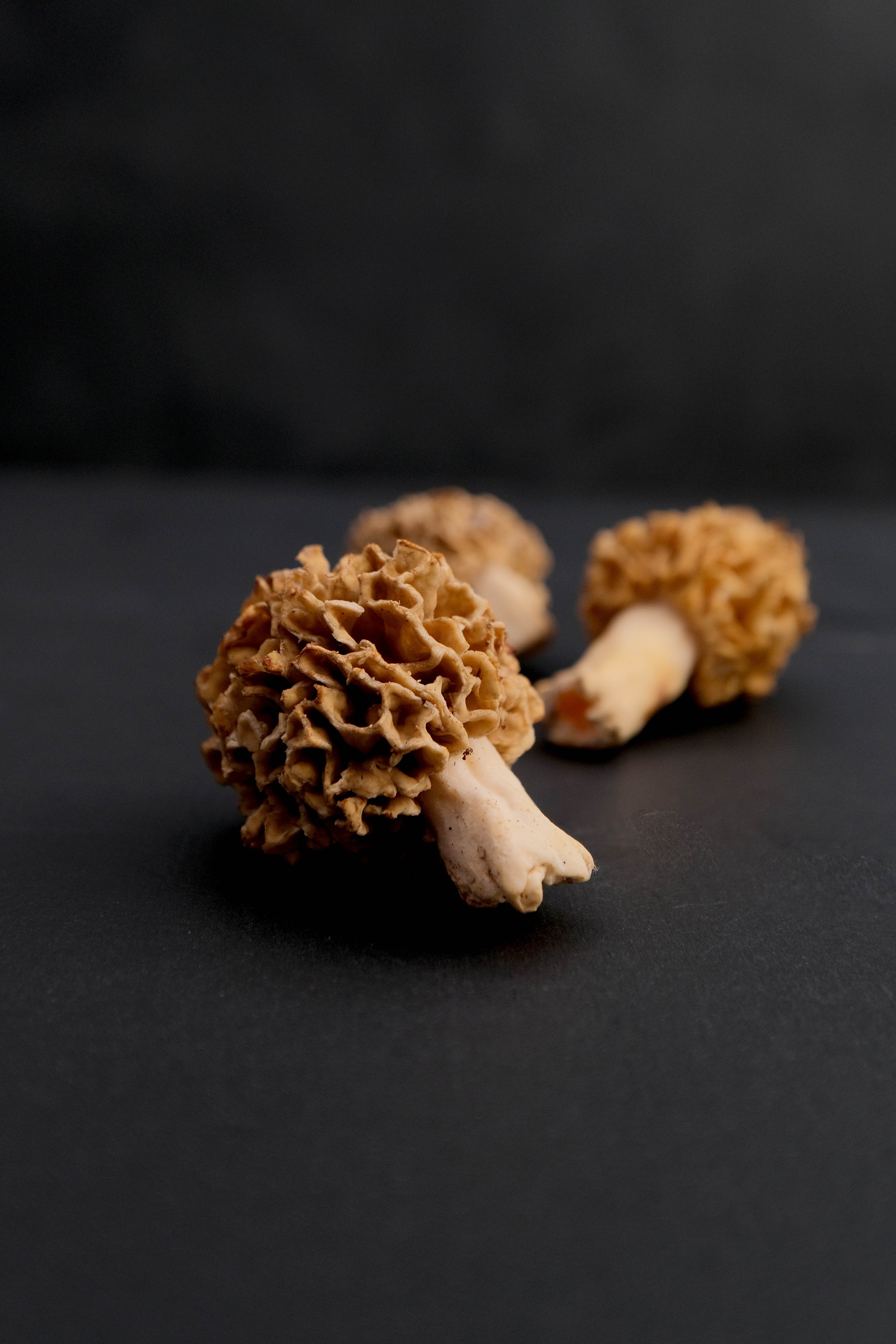 羊肚菌-2.jpg