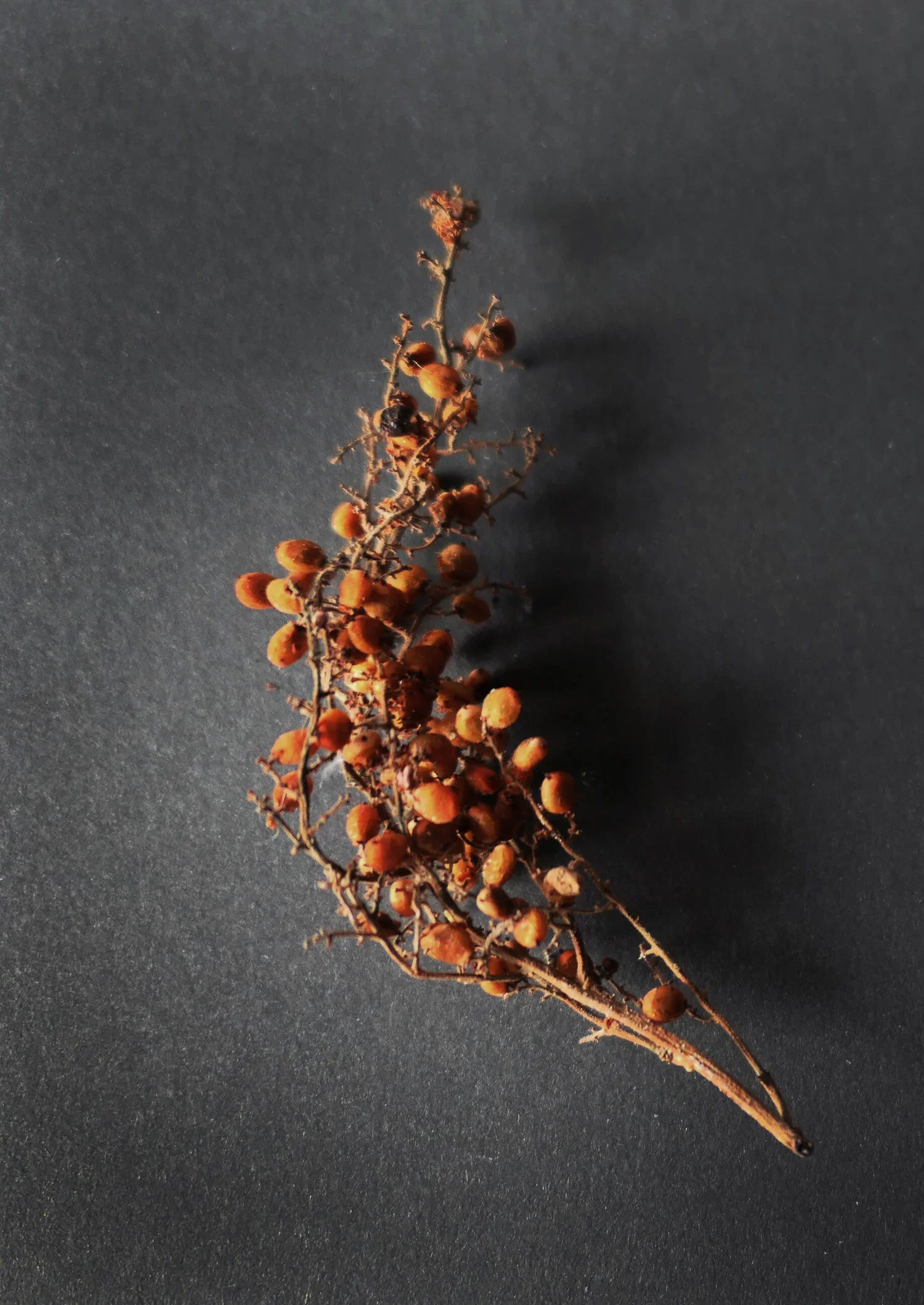 【香料風味鹽】鹽膚木/Chinensis Sumac