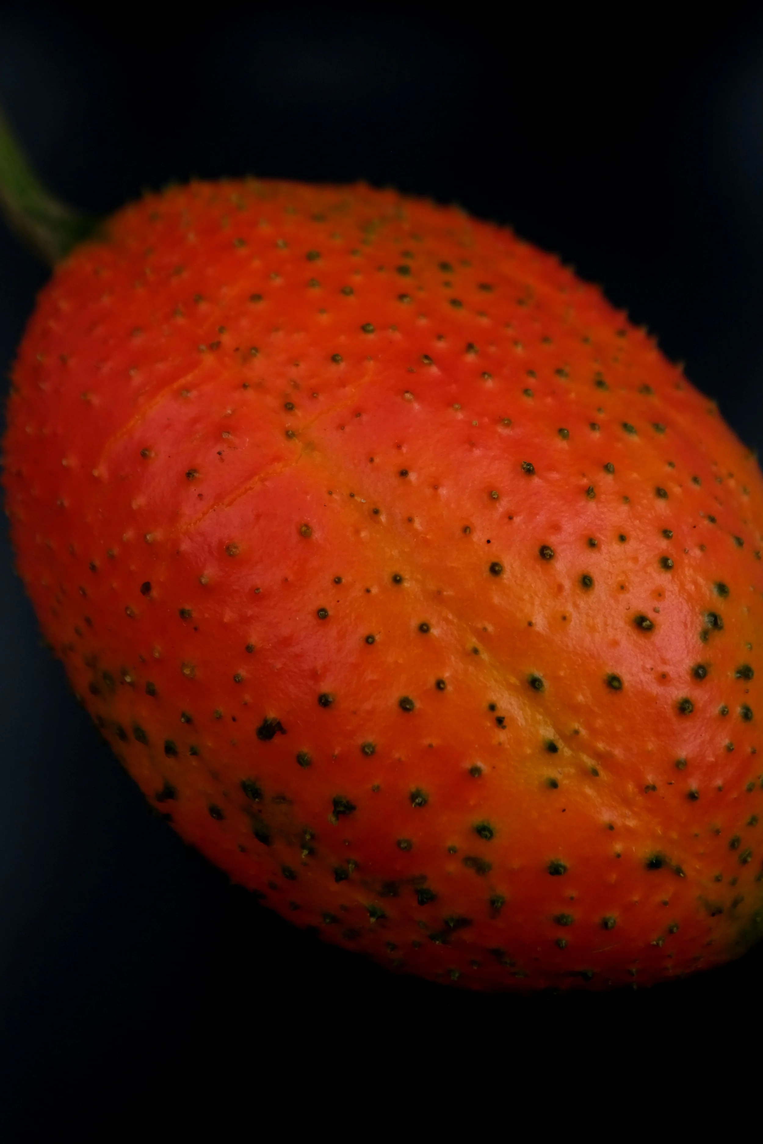 木鱉果-2.jpg
