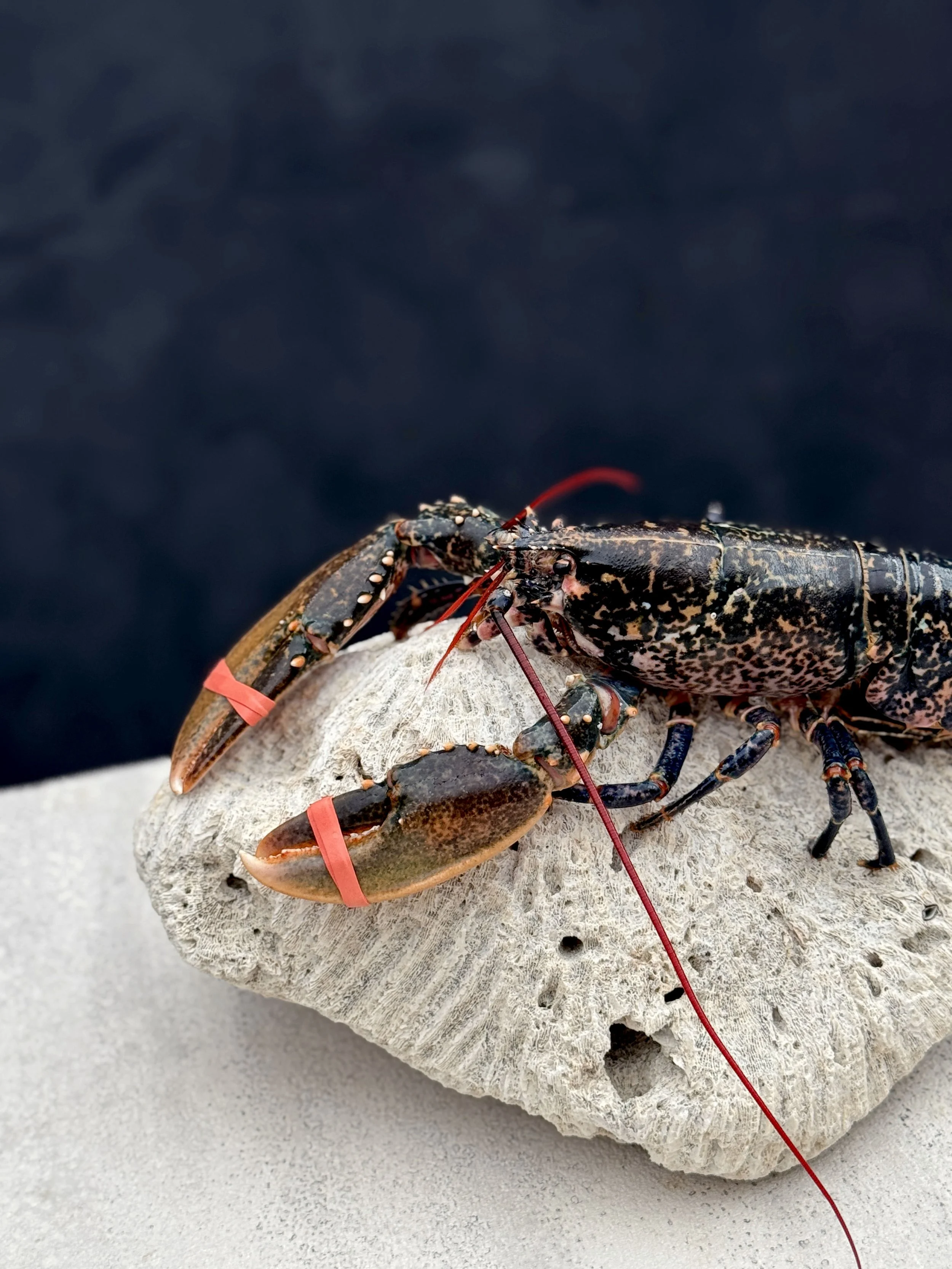 藍龍蝦/Blue Lobster/ブルーロブスター