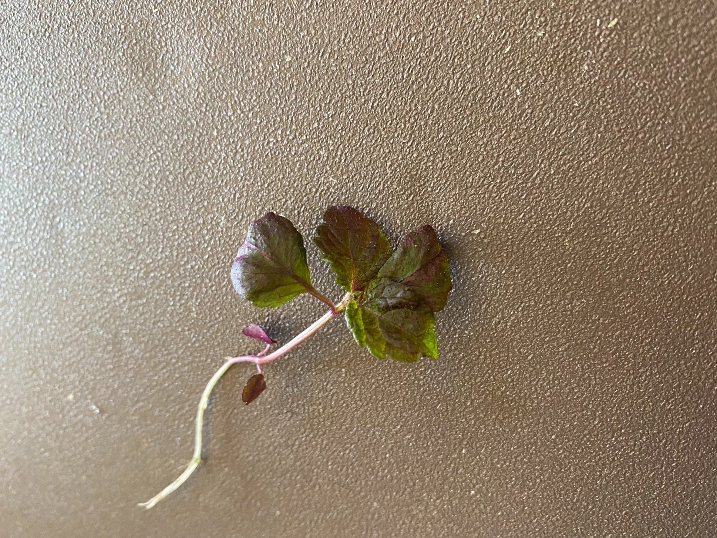 FC322A9D-3641-4AF7-ADAB-42E228BFFFD2