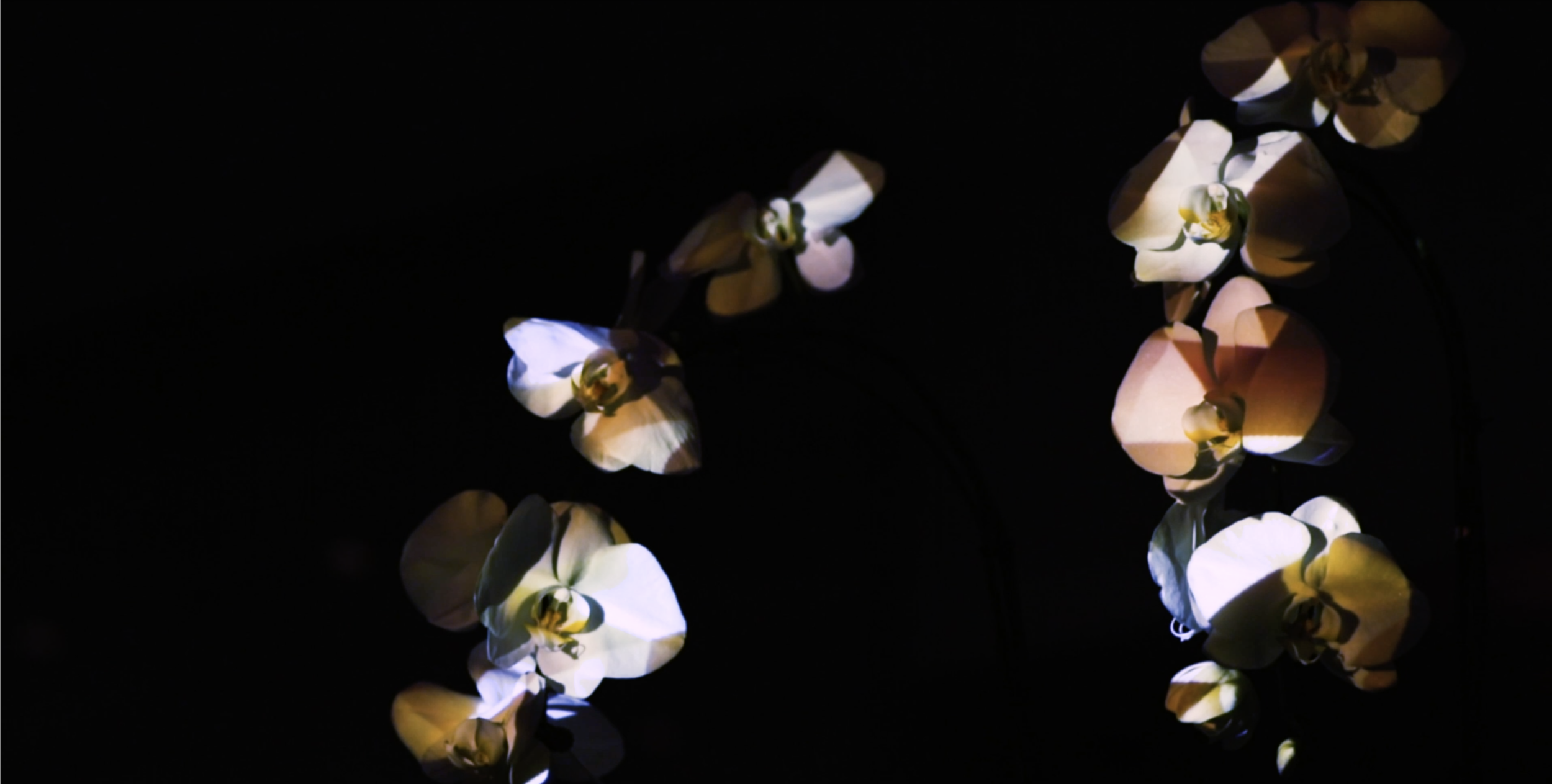 Studio HHH_Photo Synthesis_3.jpg