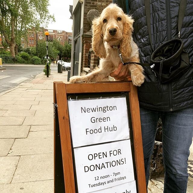 Last week we celebrated our 1000th DELIVERY! This is our very own mascot @wannabe_iggypup saying THANK YOU to over 200 locals &amp; 20 businesses who have donated essential items and supported our 65 volunteers busy sorting, packing and delivering...