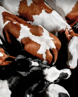 Bovikalc Whole Herd Ad 1 (HRES) 12.09.16 crop.jpg