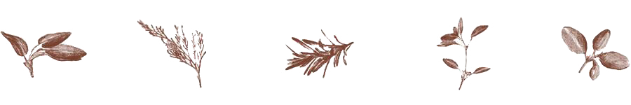 SC_AboutPage_IllustrationsArtboard_1_a85c1c4d-a9b9-41dc-a283-d6444dd89457_2048x2048.png