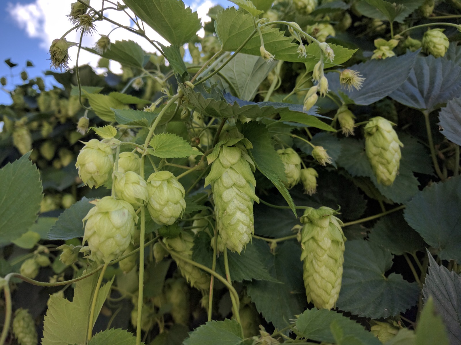 Hops