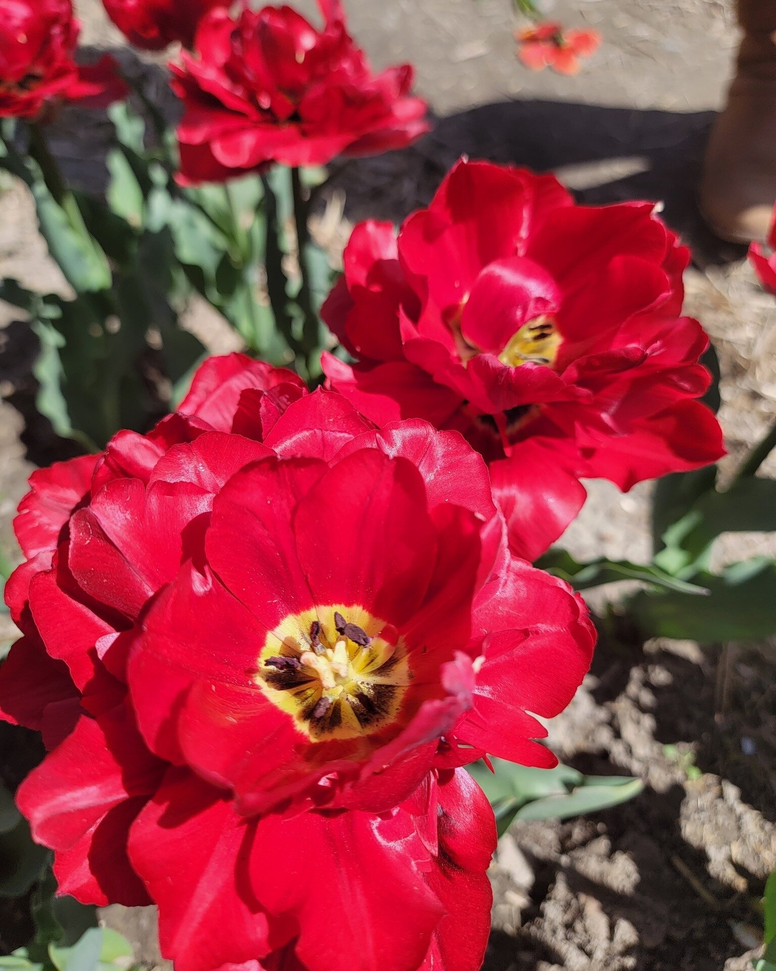 Last week we visited Cider Hill Farm in Amesbury. It was a beautiful day to pick tulips with @sjuth and Rene Larson 

Plan to visit them for summer picking, cider, kid activities, and more! https://www.ciderhill.com/

$5 bucket of bulbs going on this
