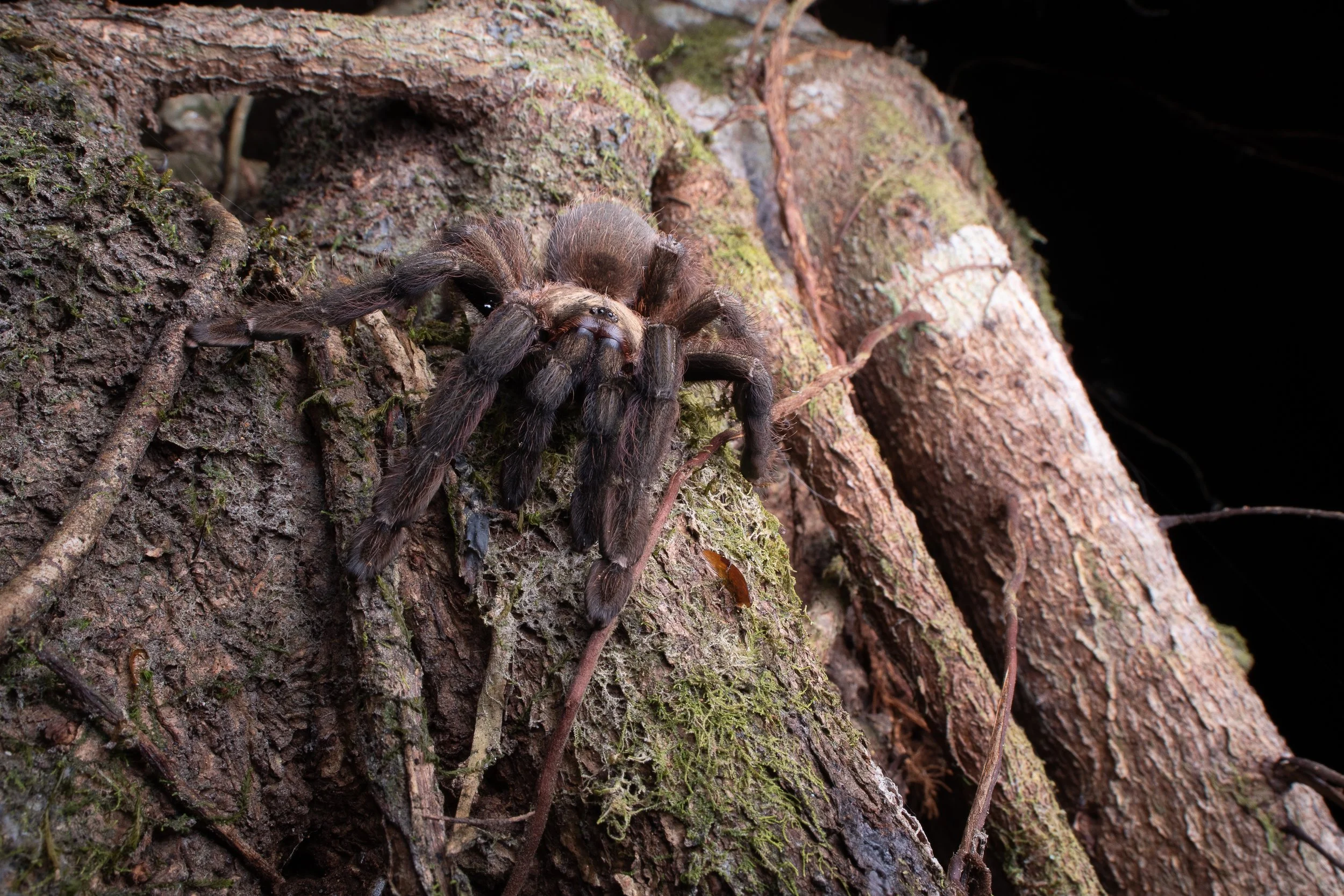 Red mouth Tarantula-Tarantula de cheliceros rojos (Psalmopoeus reduncus)