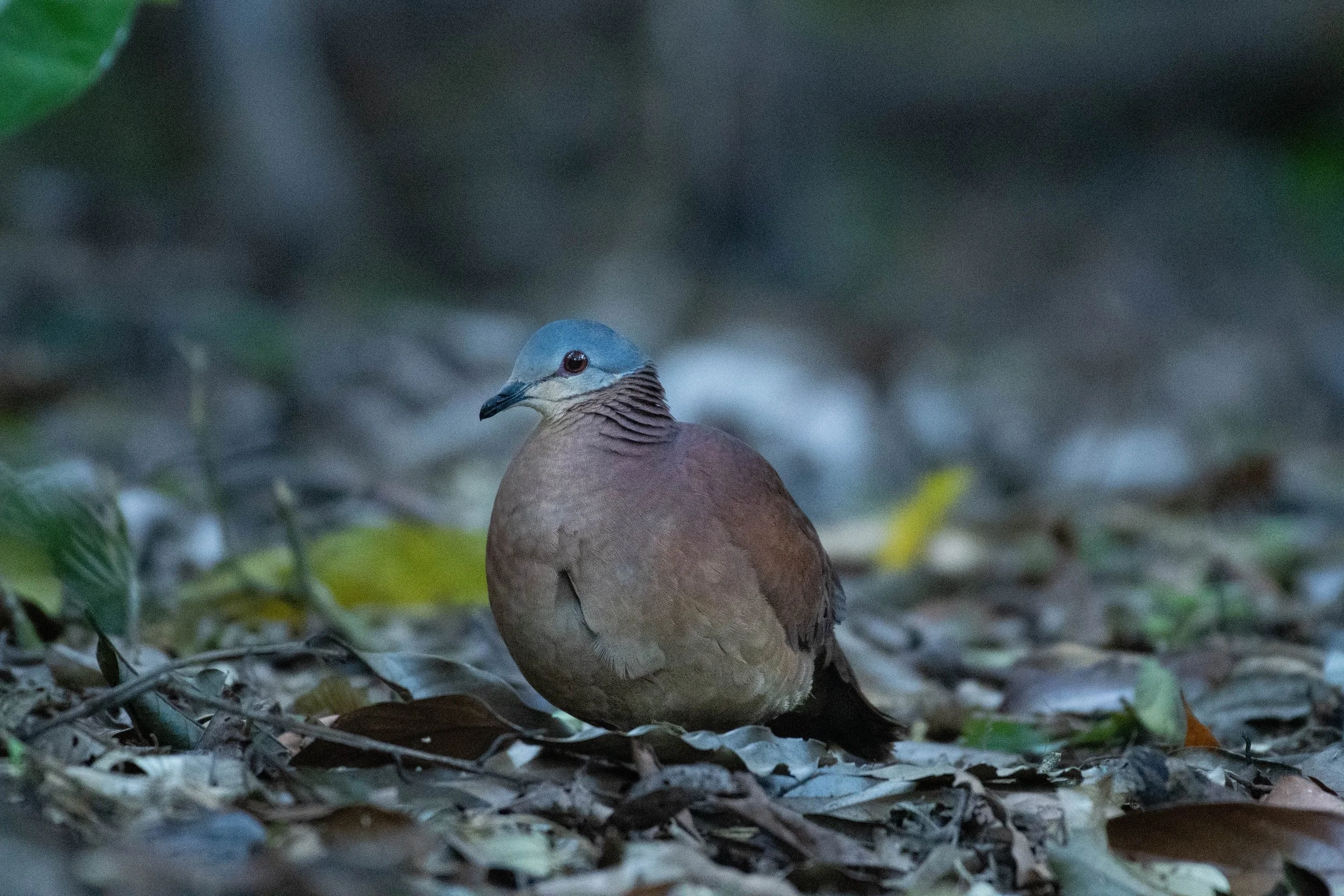Chiriquí Quail-dove-Paloma Chiriquí 