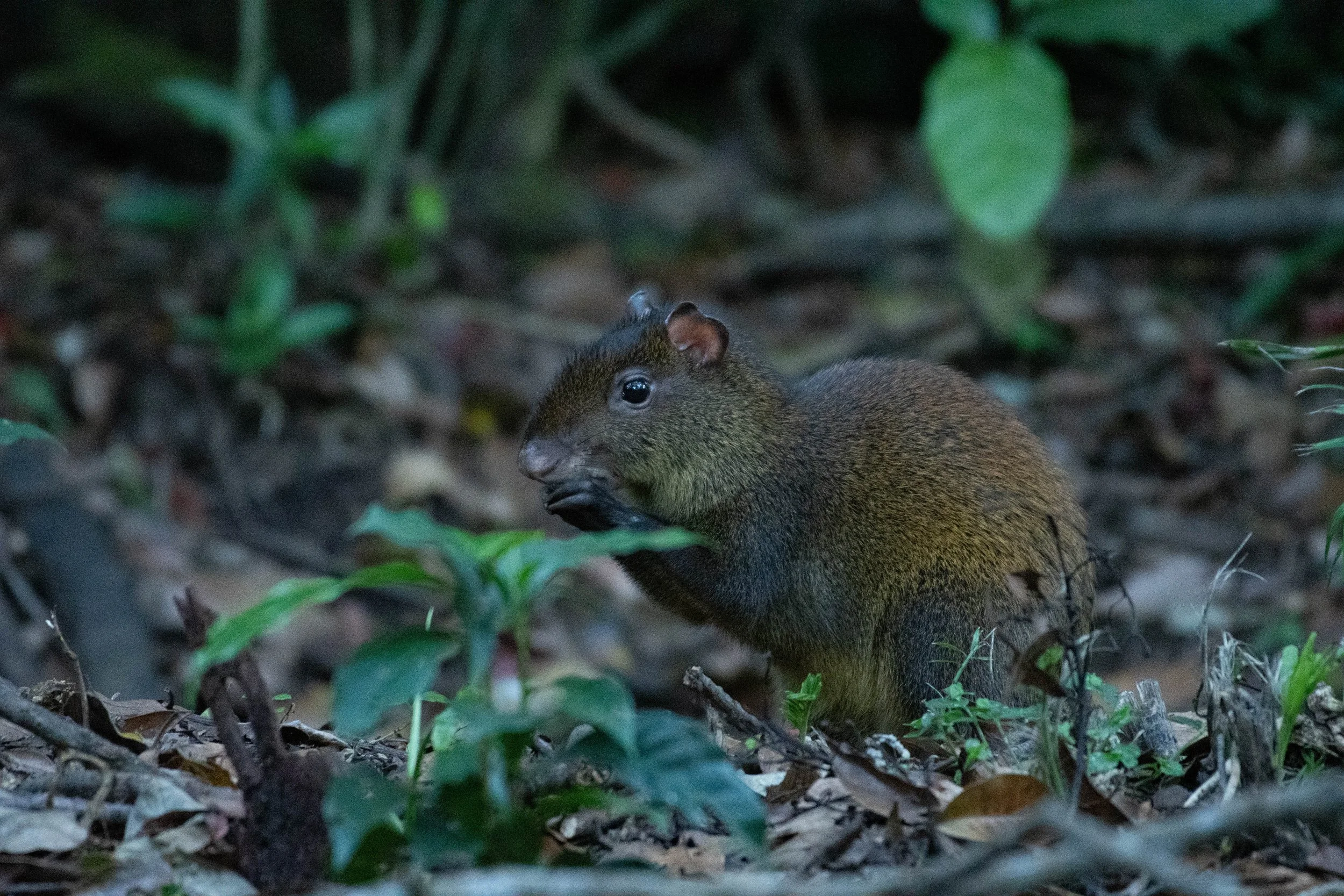 Agouti-Guatuza