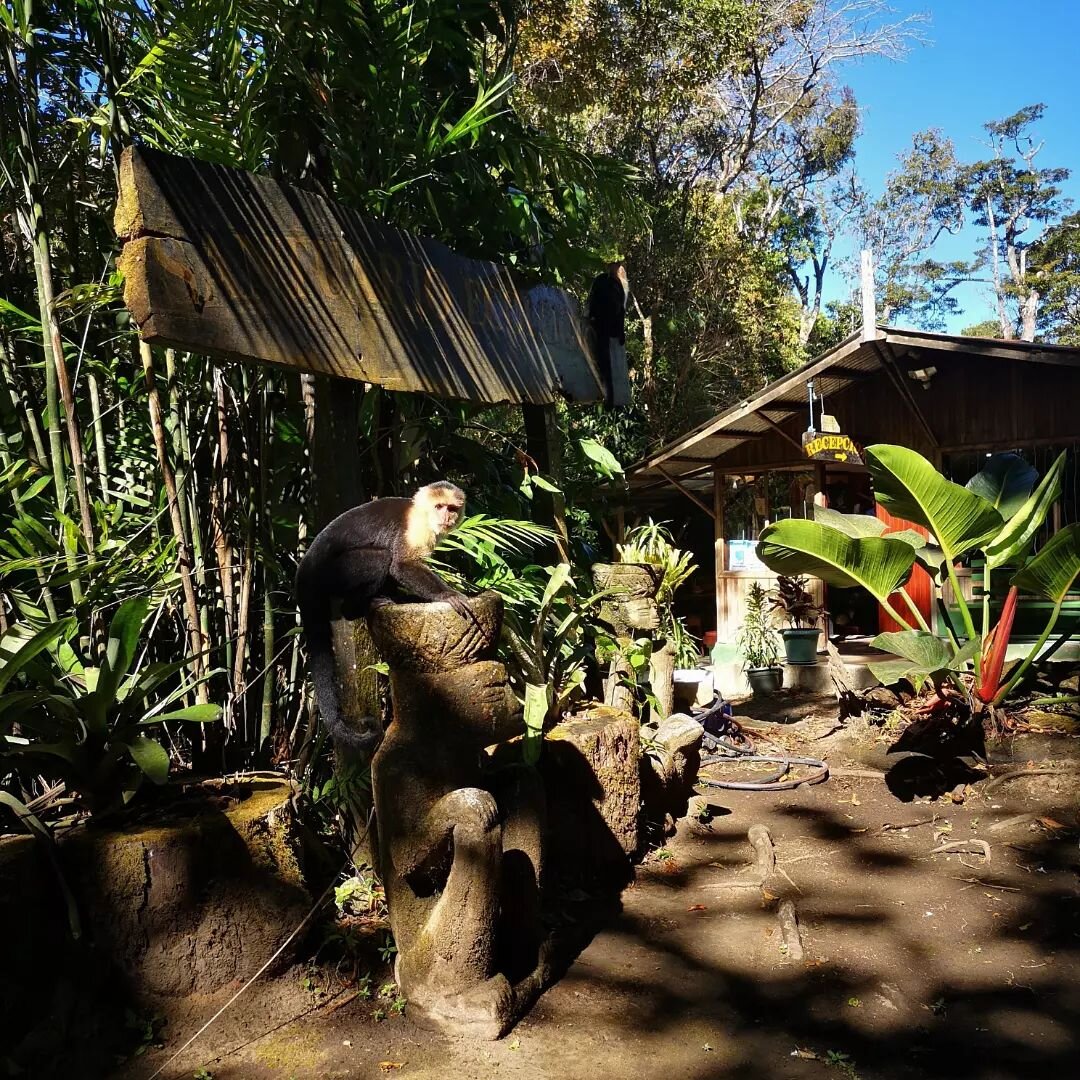 Siempre disfrutamos mucho las visitas de los monos cariblancos.
#santuarioecologicomonteverde
#monteverde #costarica #hikingtrails #exploring #nature #whitefacemonkey
