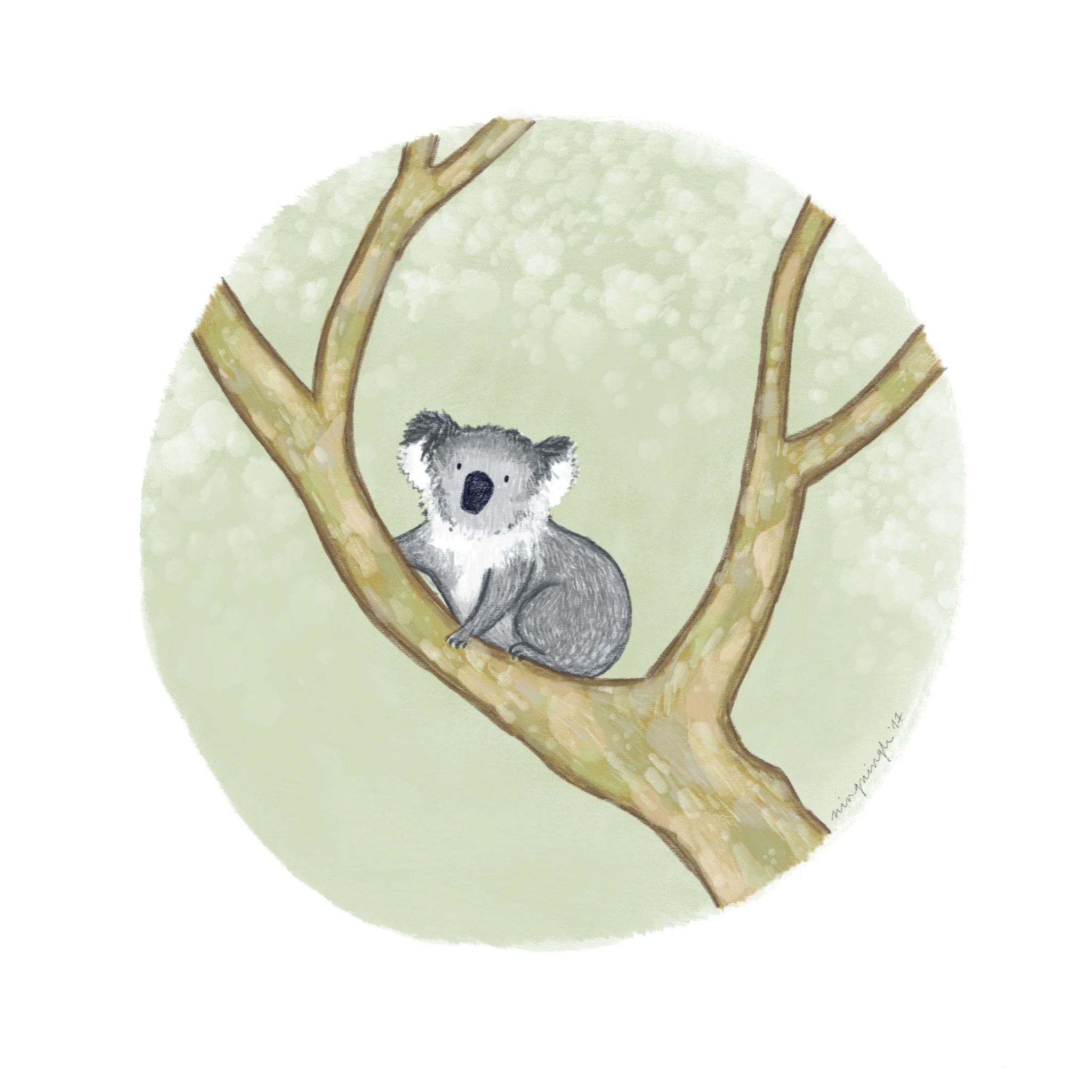Koala.jpg
