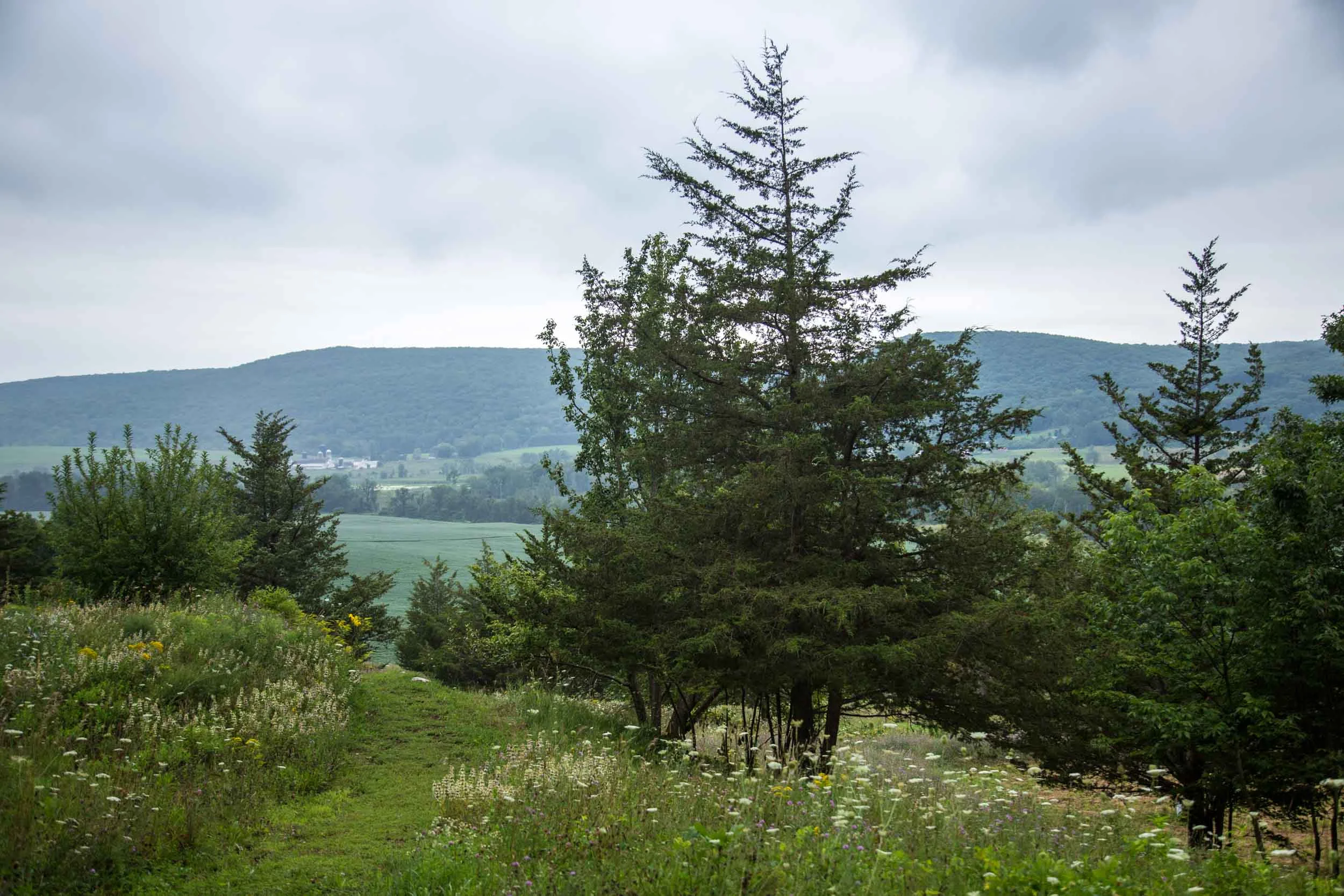 wassaic-project-board-dan-sternberg-2017-08-15-14-08-15.jpg