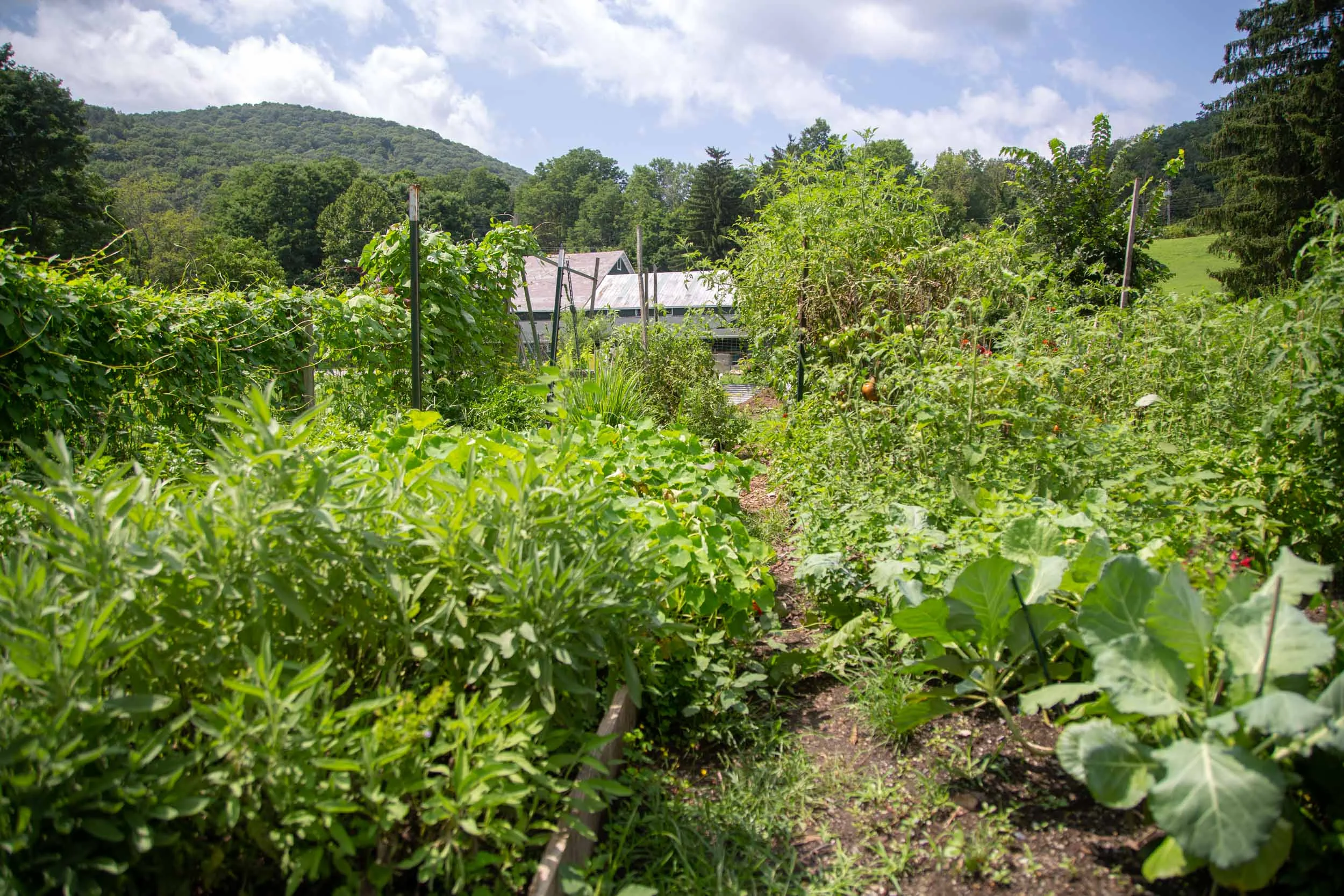 wassaic-project-location-community-garden-2018-08-15-12-49-27.jpg
