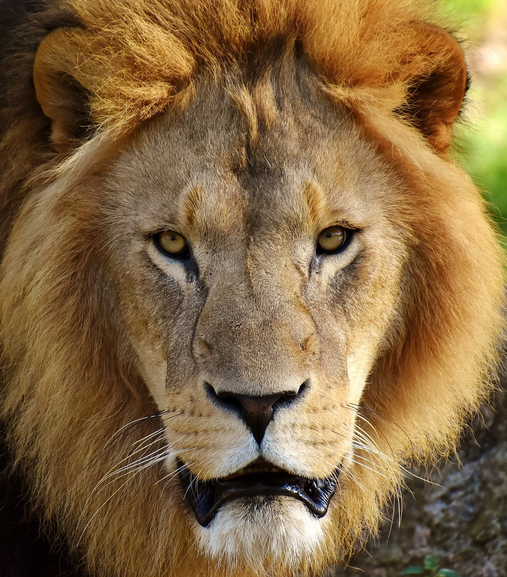 lion.jpg