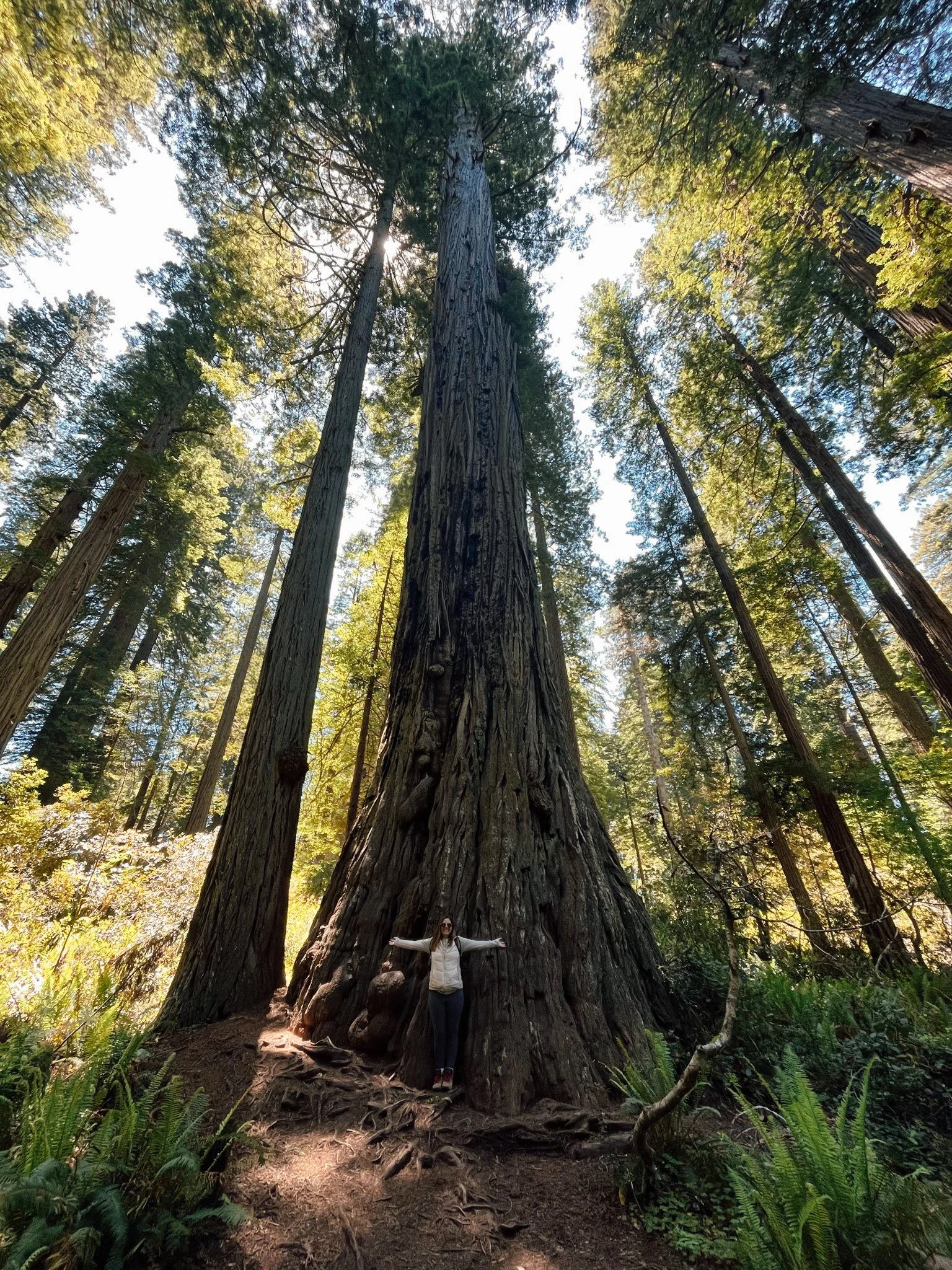 Redwood National Park