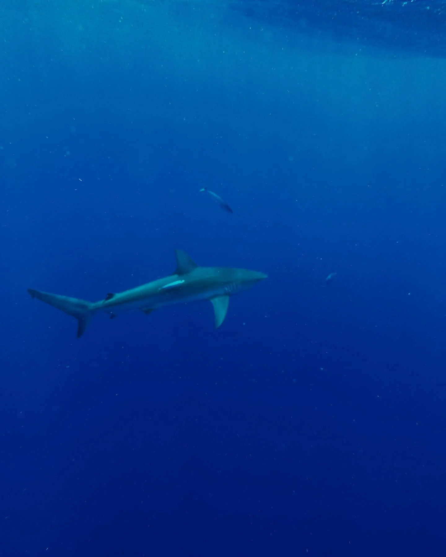 HAPPY SHARK WEEK TO ALL 🦈