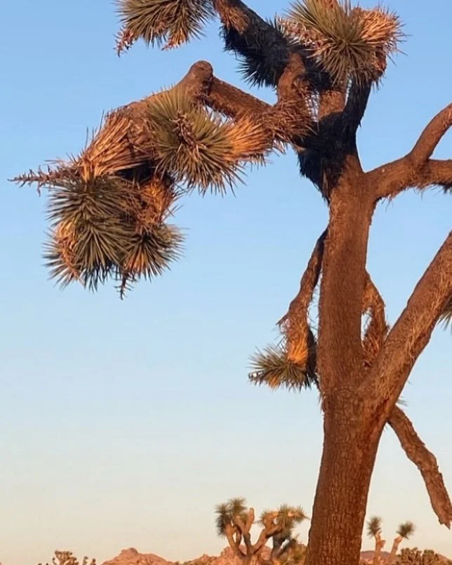 THE COMPASS: ISSUE 03 DROP!

🌵🌴🌼🥾🌞