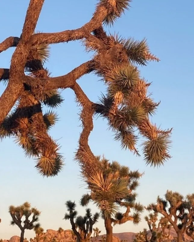 THE COMPASS: ISSUE 03 DROP!

🌵🌴🌼🥾🌞