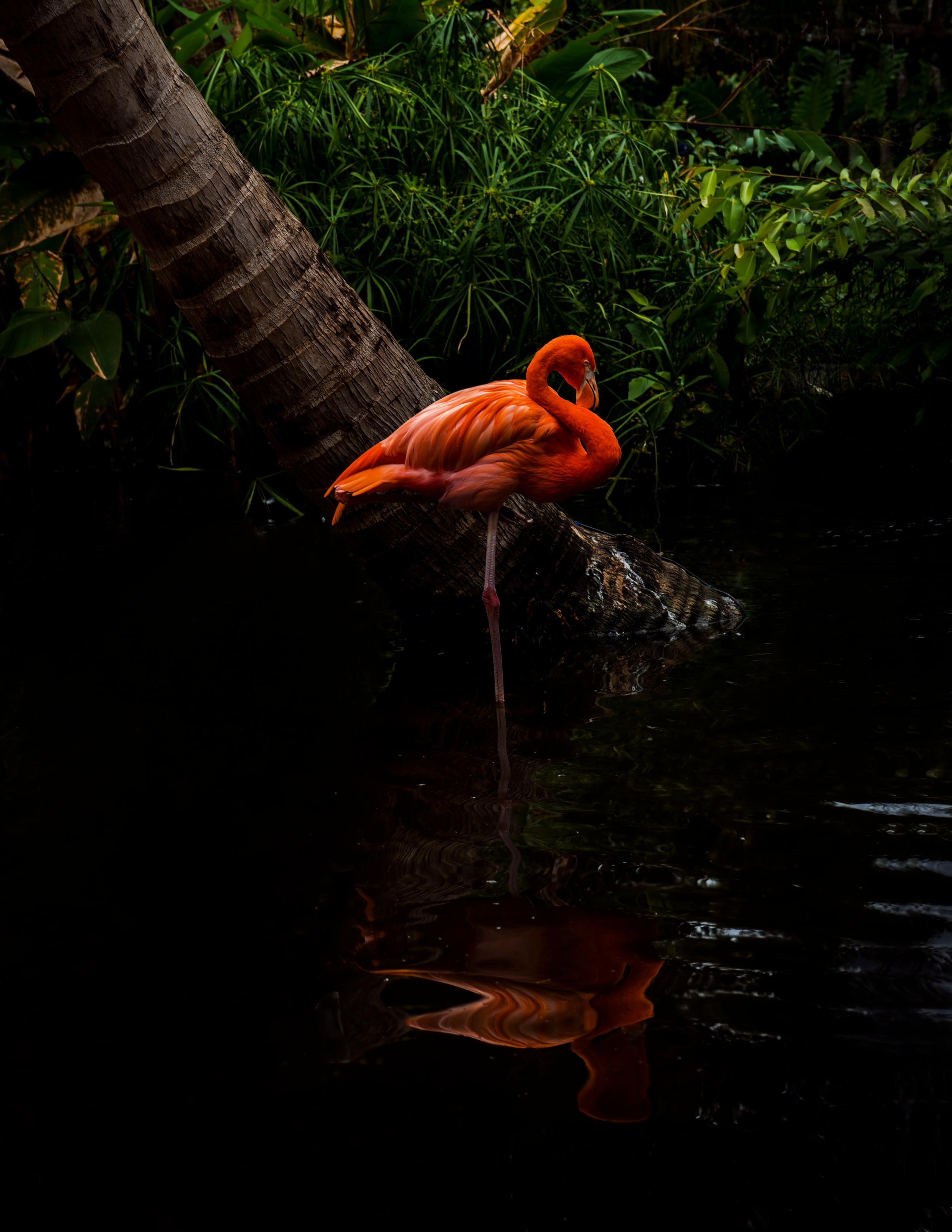 flamingo.png