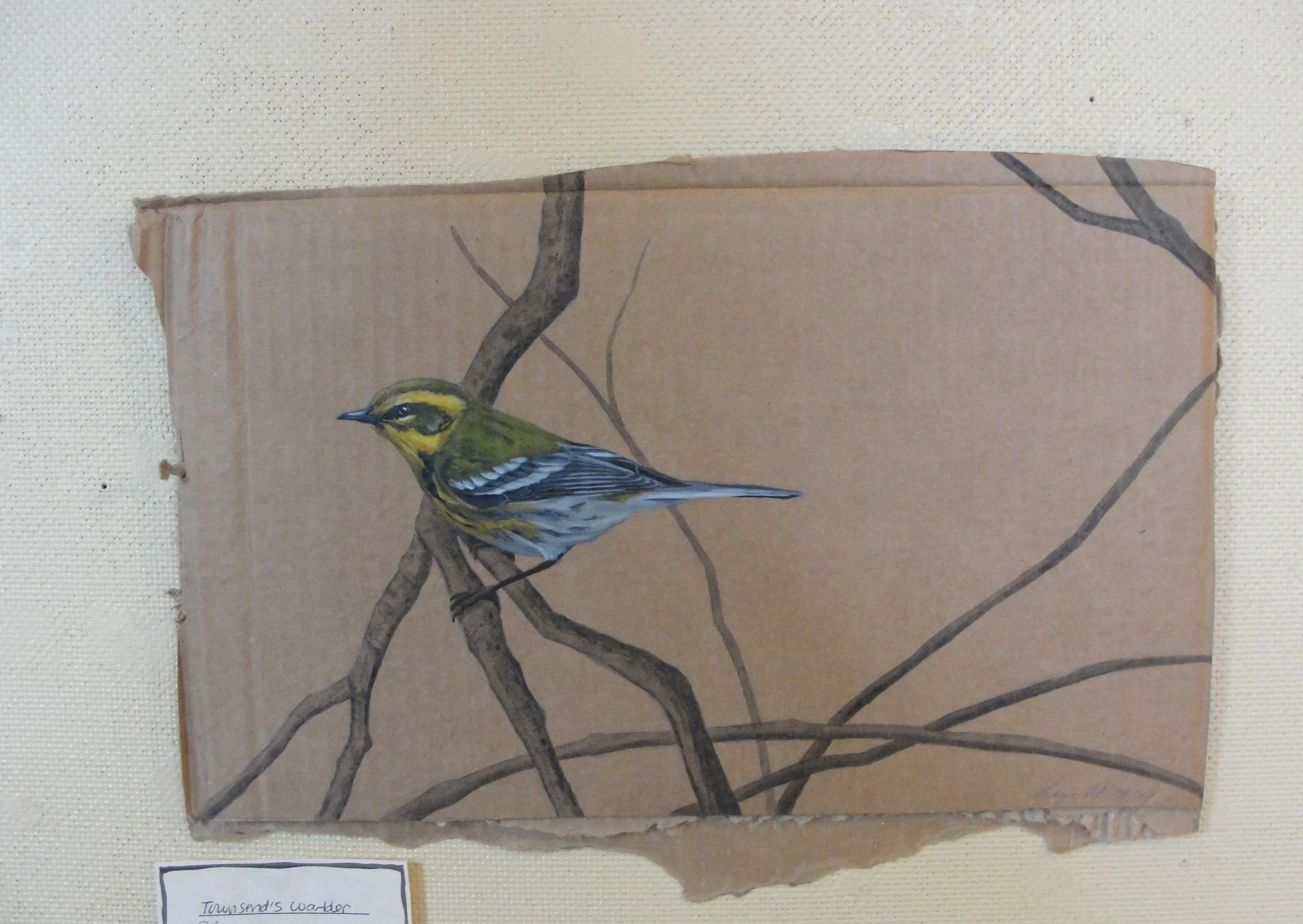 Townsend's Warbler2012Acrylic