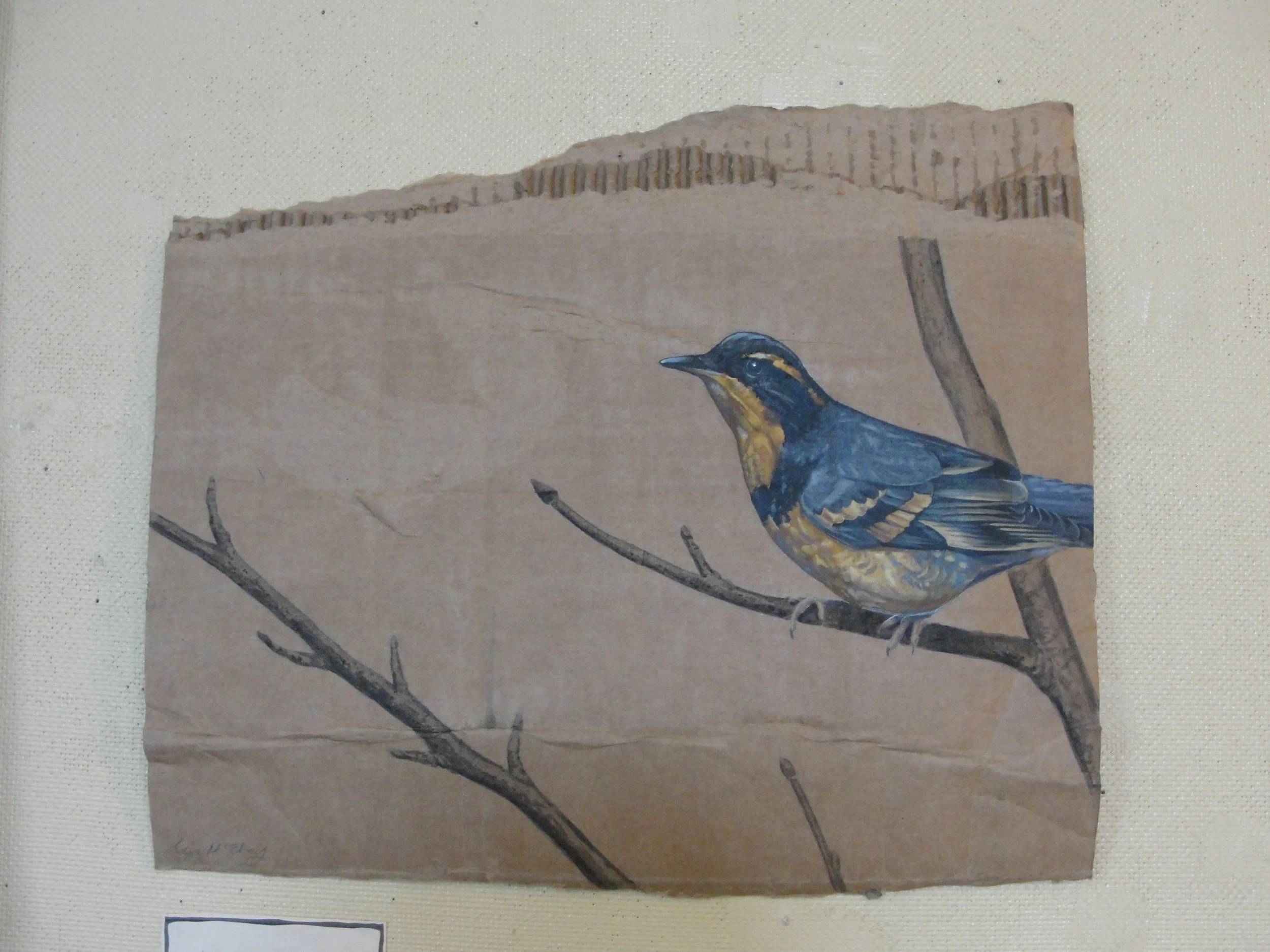 Varied Thrush2012Acrylic