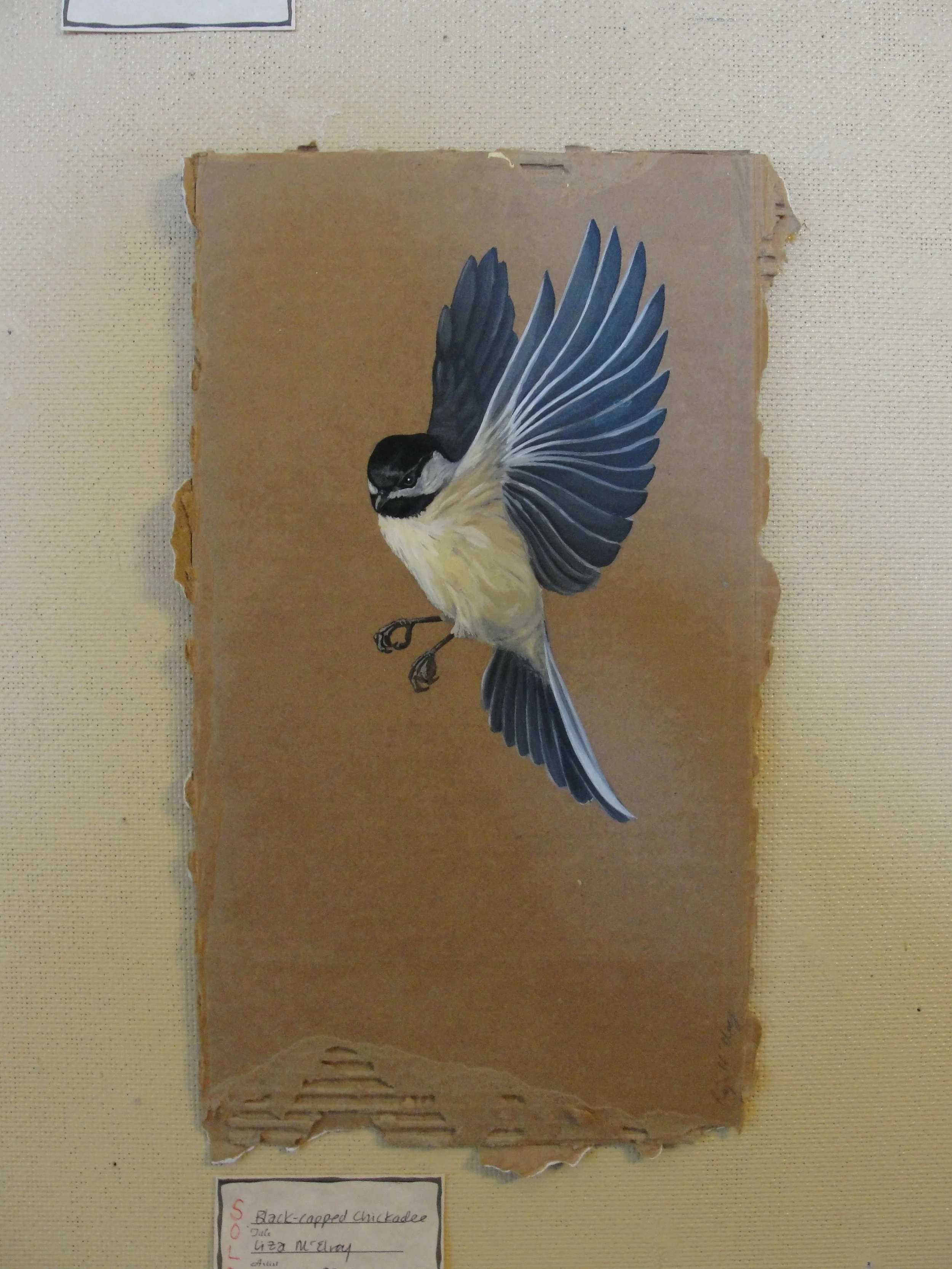 Black Capped Chickadee2012Acrylic