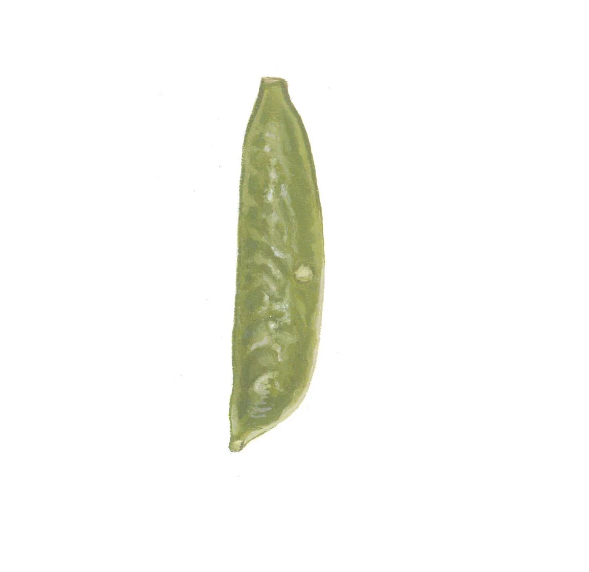 Sugar Snap Pea<br>2016<br>Acrylic
