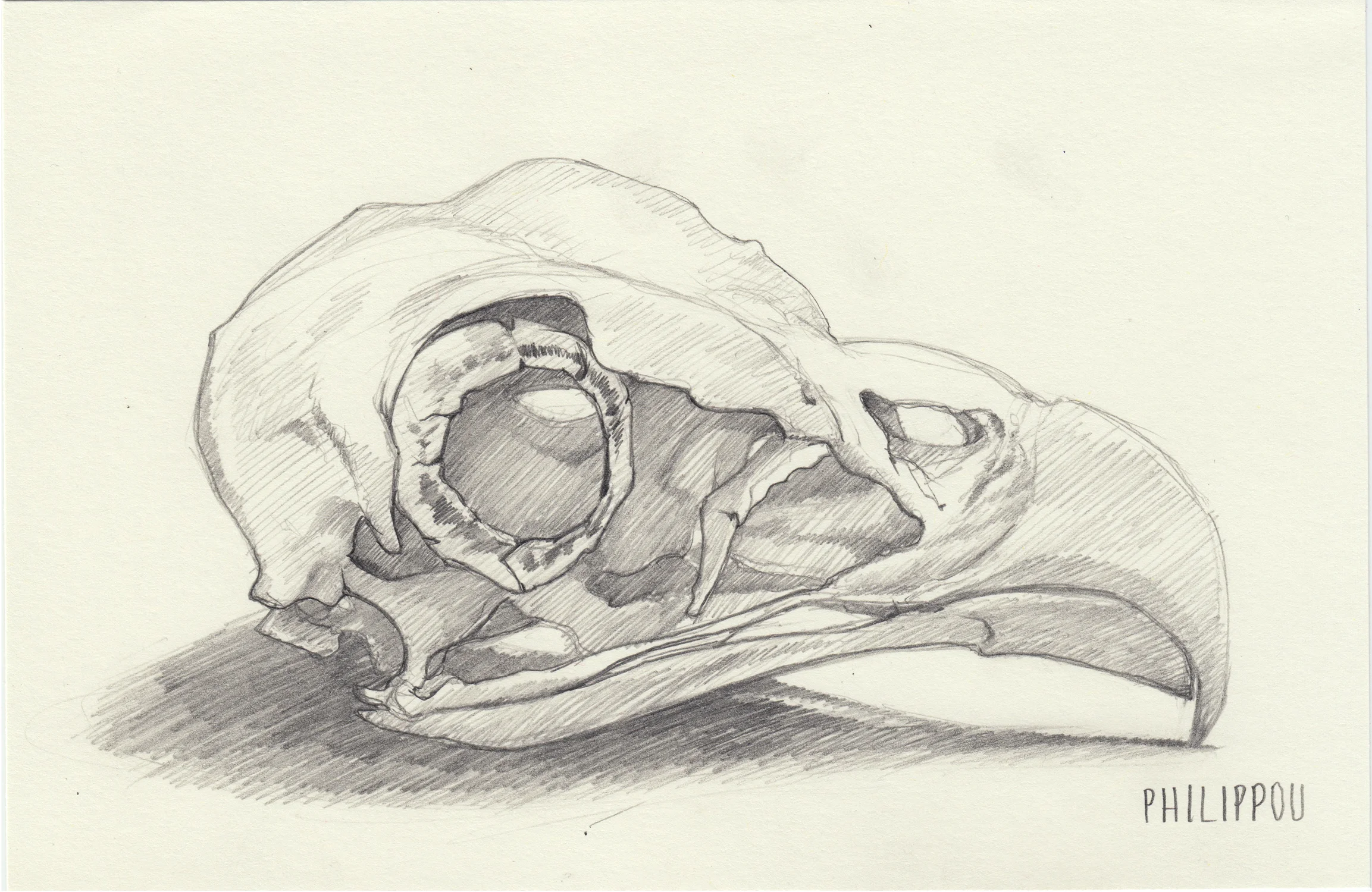 OSPREY SKULL STUDY