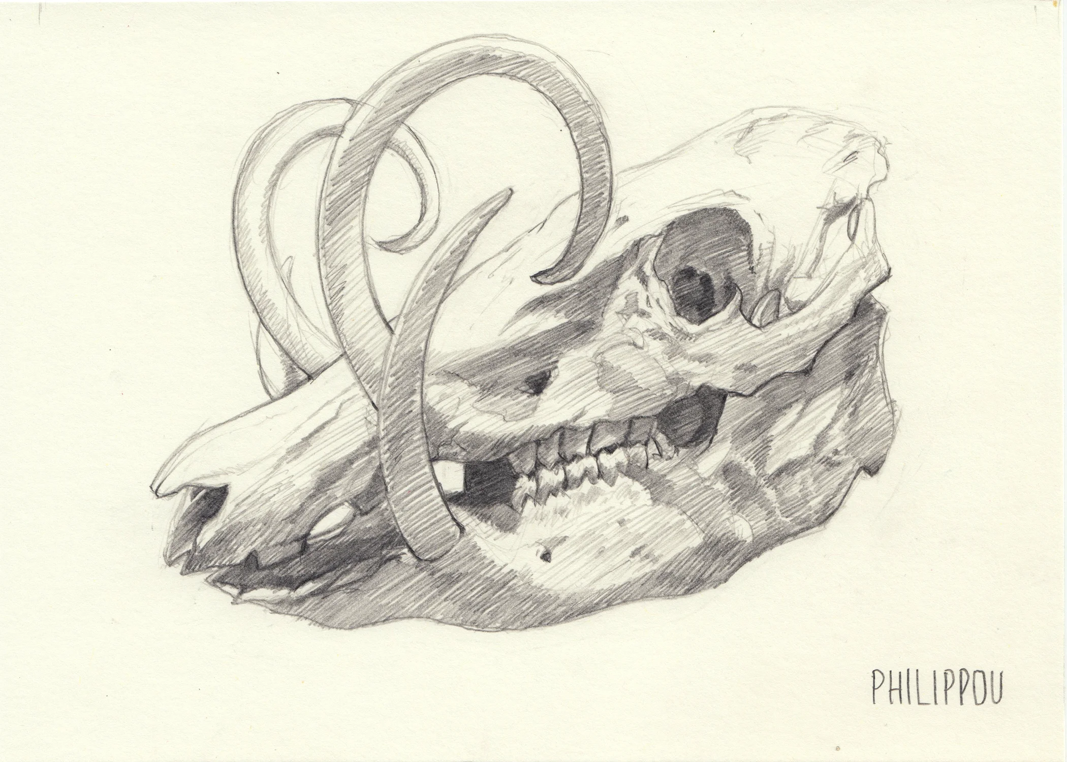BABIRUSA SKULL STUDY