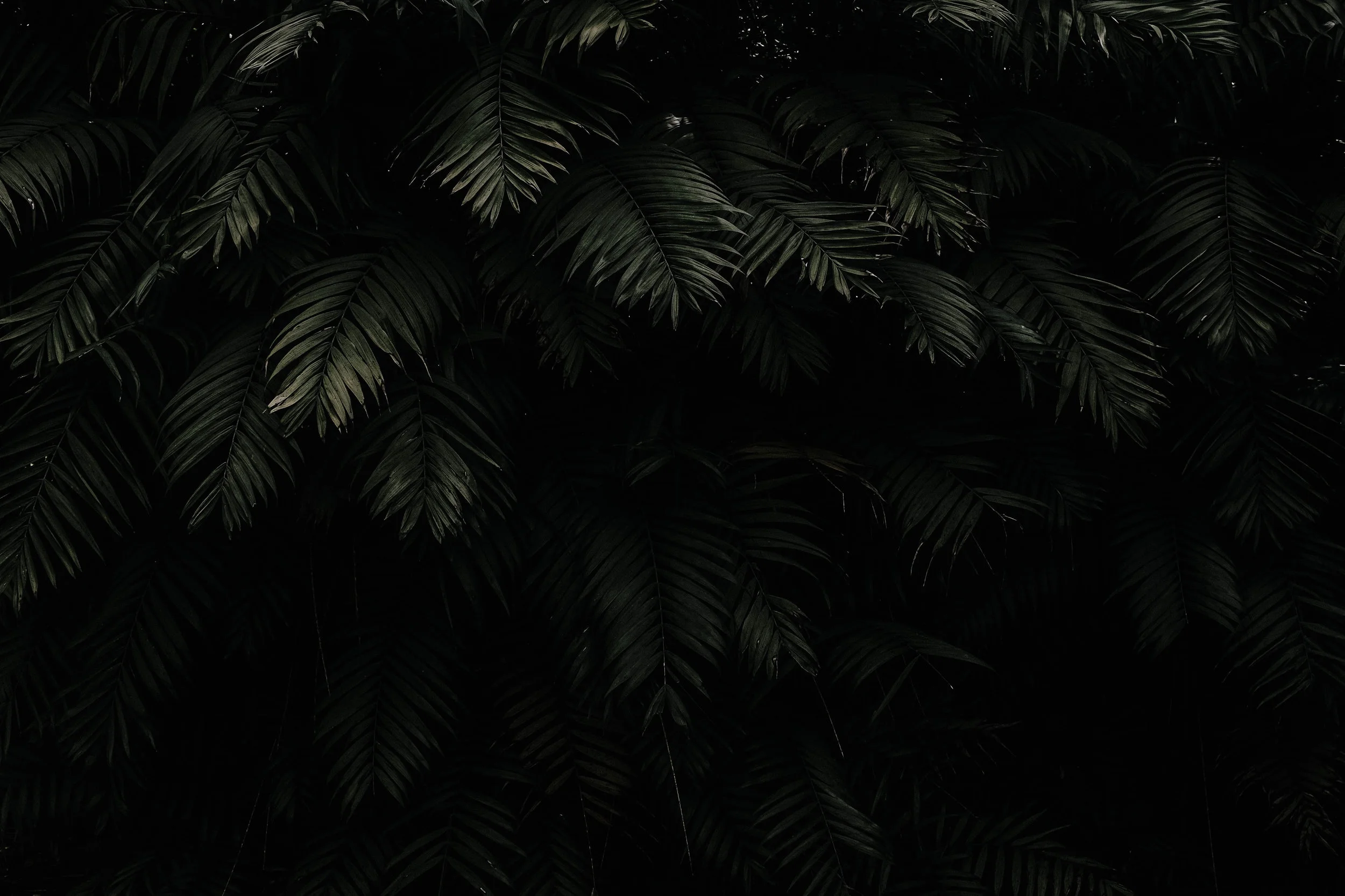 jkdlf-2.jpg