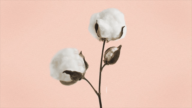 KYC Script 2-low.gif