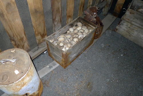 Penguin Eggs