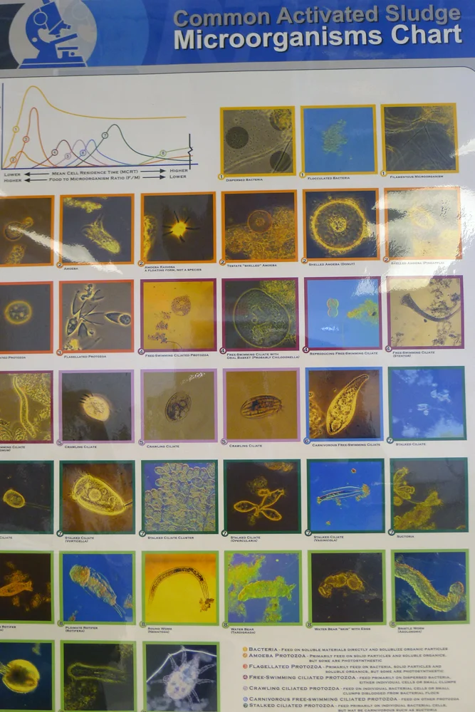 This is the chart of the various microorganisms that are necessary to do this job.