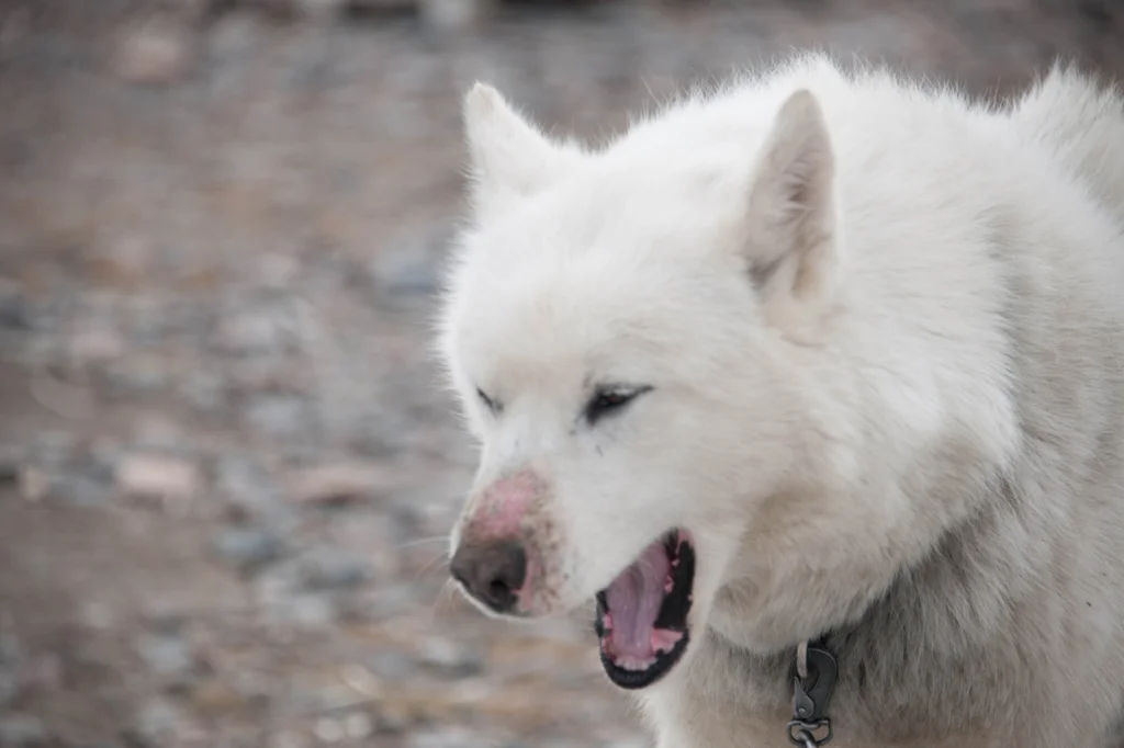 Ragnhild and Frode’s beautiful Greenlandic husky