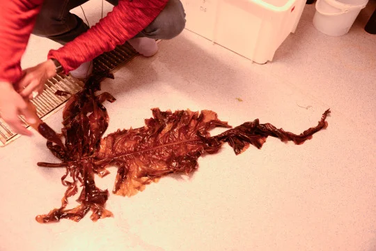 Kelp specimen in the Marine Biology Laboratory.