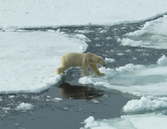 Our first polar bear visitor