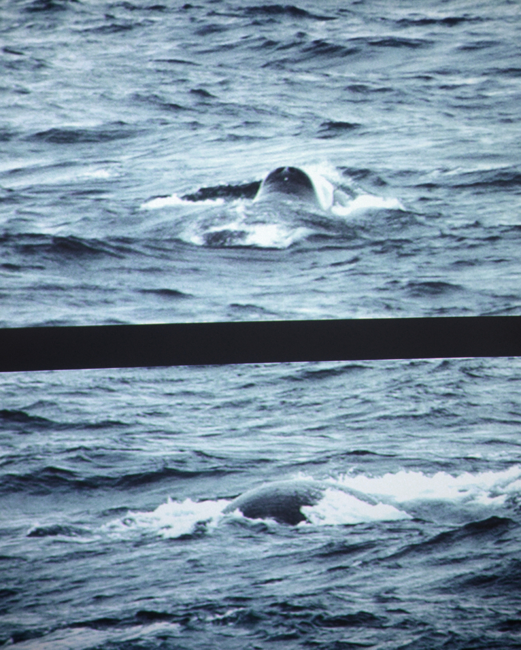 The Bow Head Whale captured by one of our expedition leaders, Jimmy.