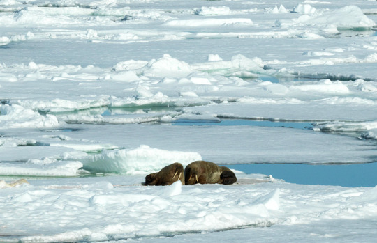Walruses