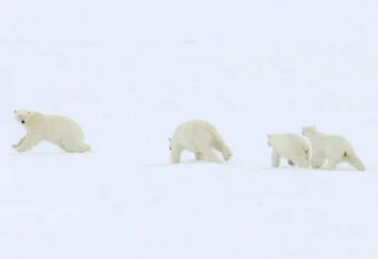 The cub chases the male bear away.