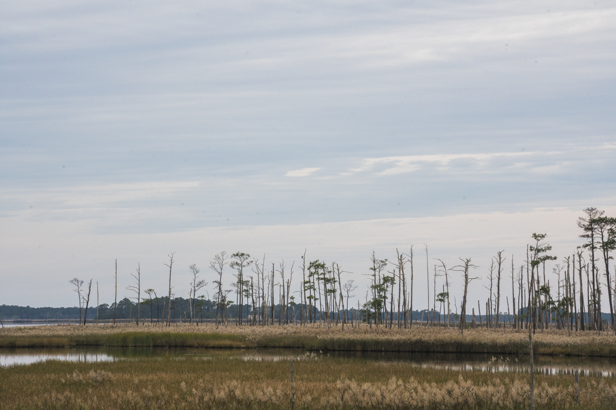_DSC8974_RS_JPEG.jpg