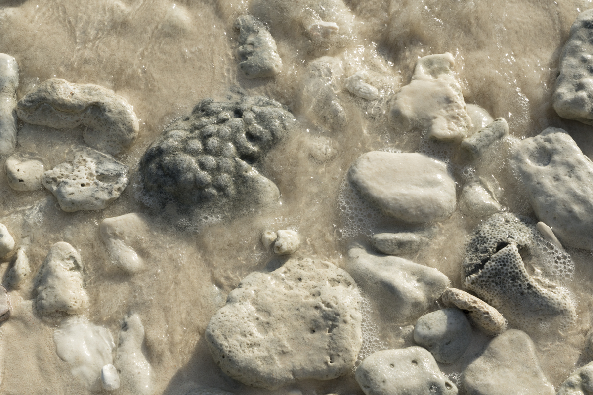 Coral and fossilized rock.
