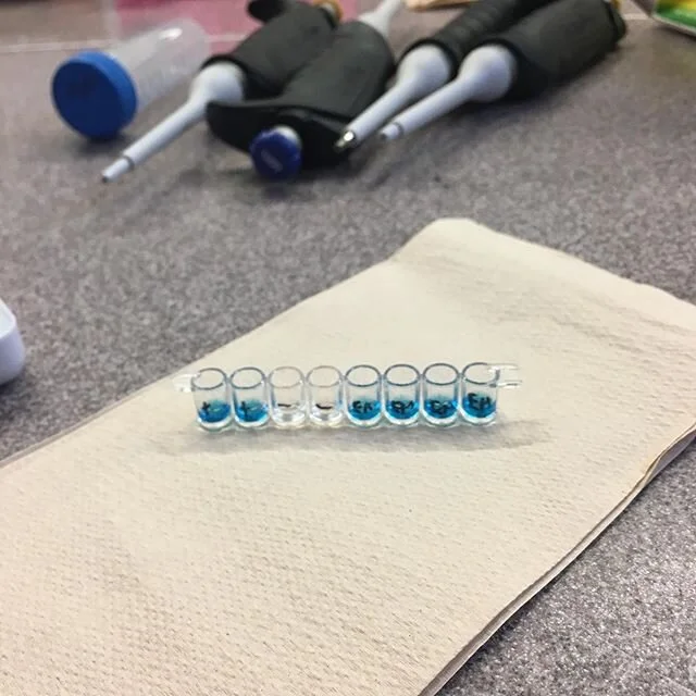 Fabulous workshop at The Weald Community School! #stem #science #biology #labskills #training #sixthform #year12 #biolabskills #thewealdcommunityschool #sussex
