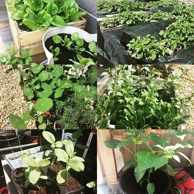 Tough times for small start-ups trying to build a business. Missing getting out there and running BioLabSkills workshops in schools. So here&rsquo;s some photos from my greenhouse and allotment. What&rsquo;s helping you through lockdown? #ladiesinste