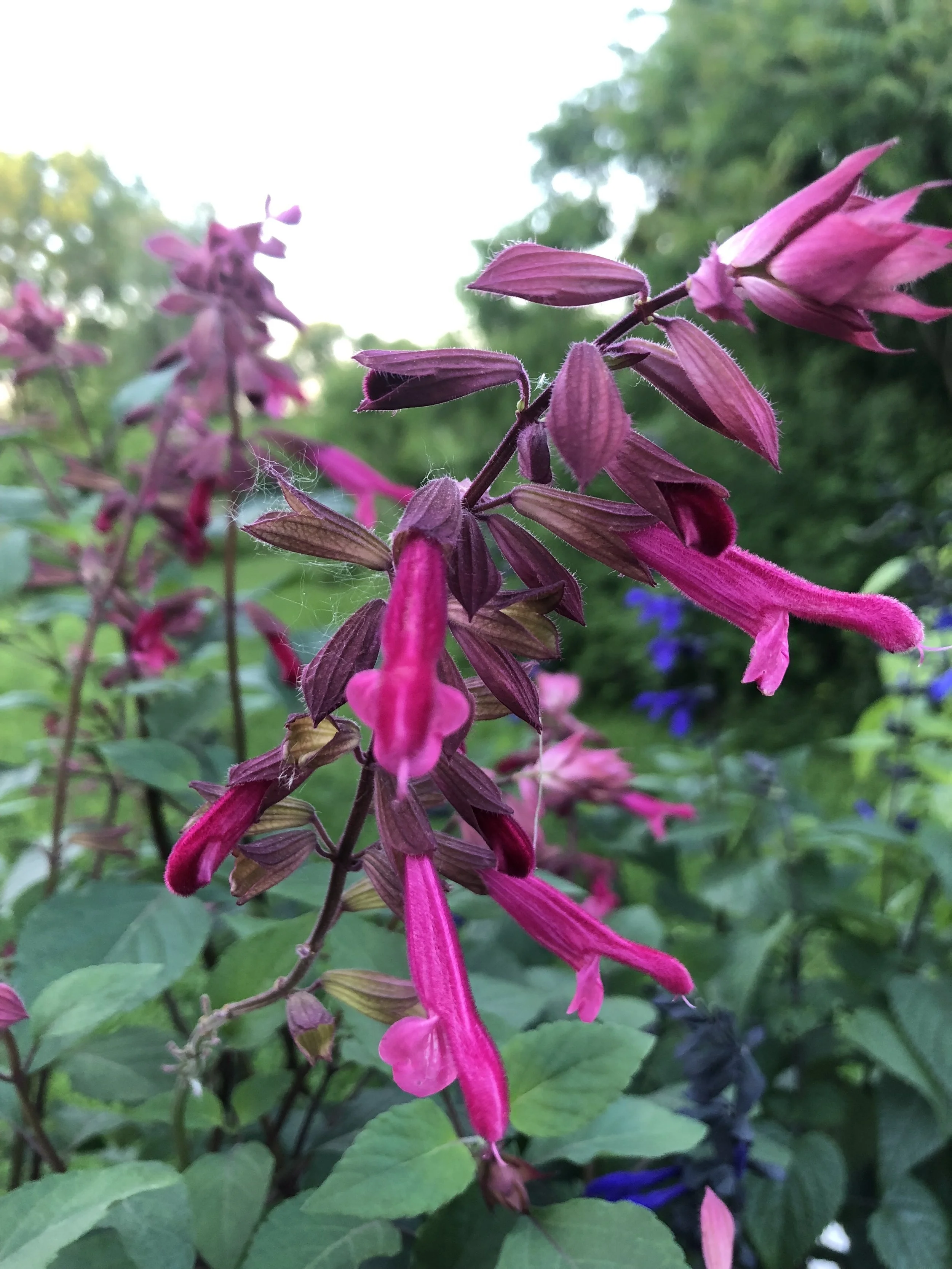 CLANE SALVIA FLOWER 完売品 CLANE SALVIA FLOWER 完売品の通販はau PAY マーケット - 輸入雑貨の