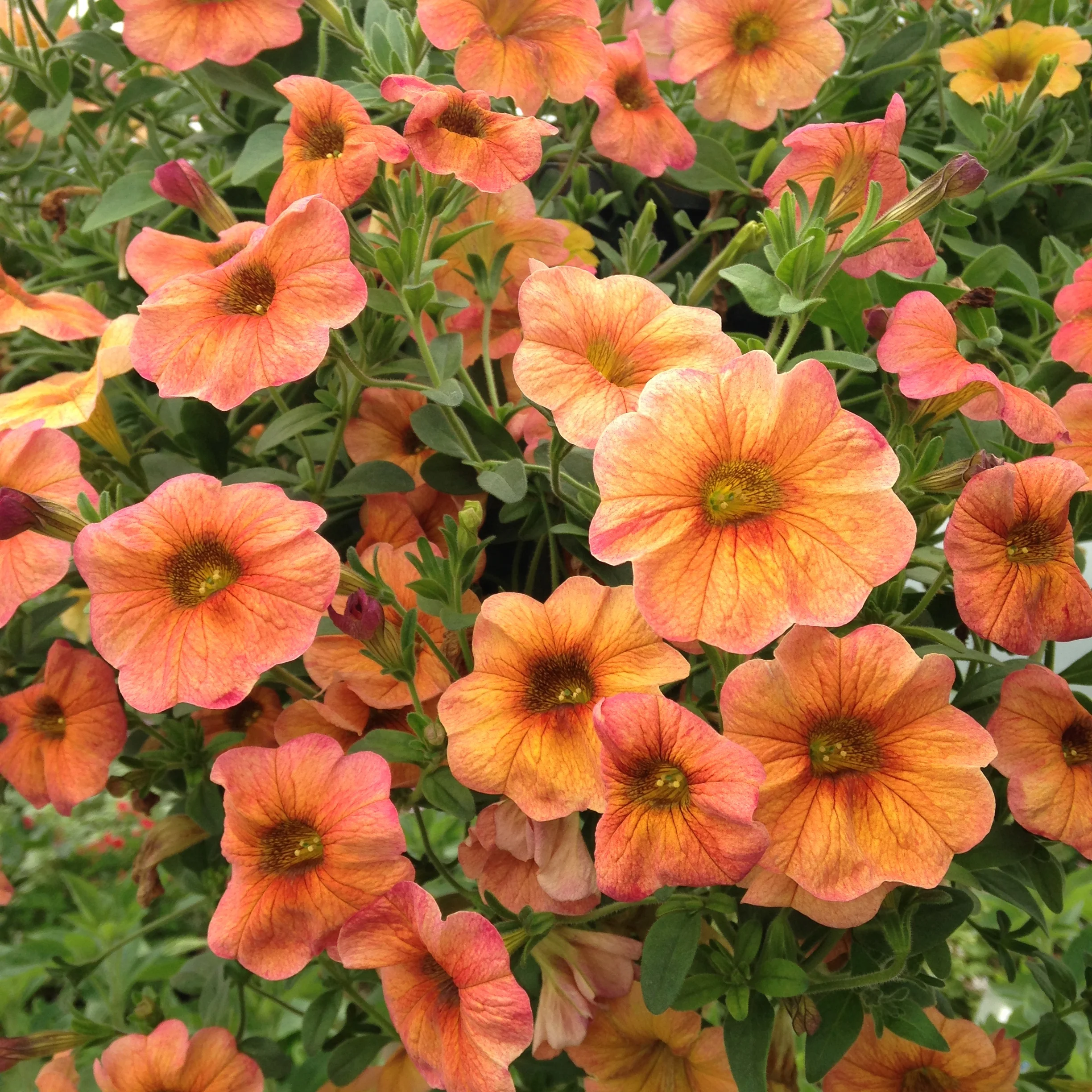 Festival of Music and Plants