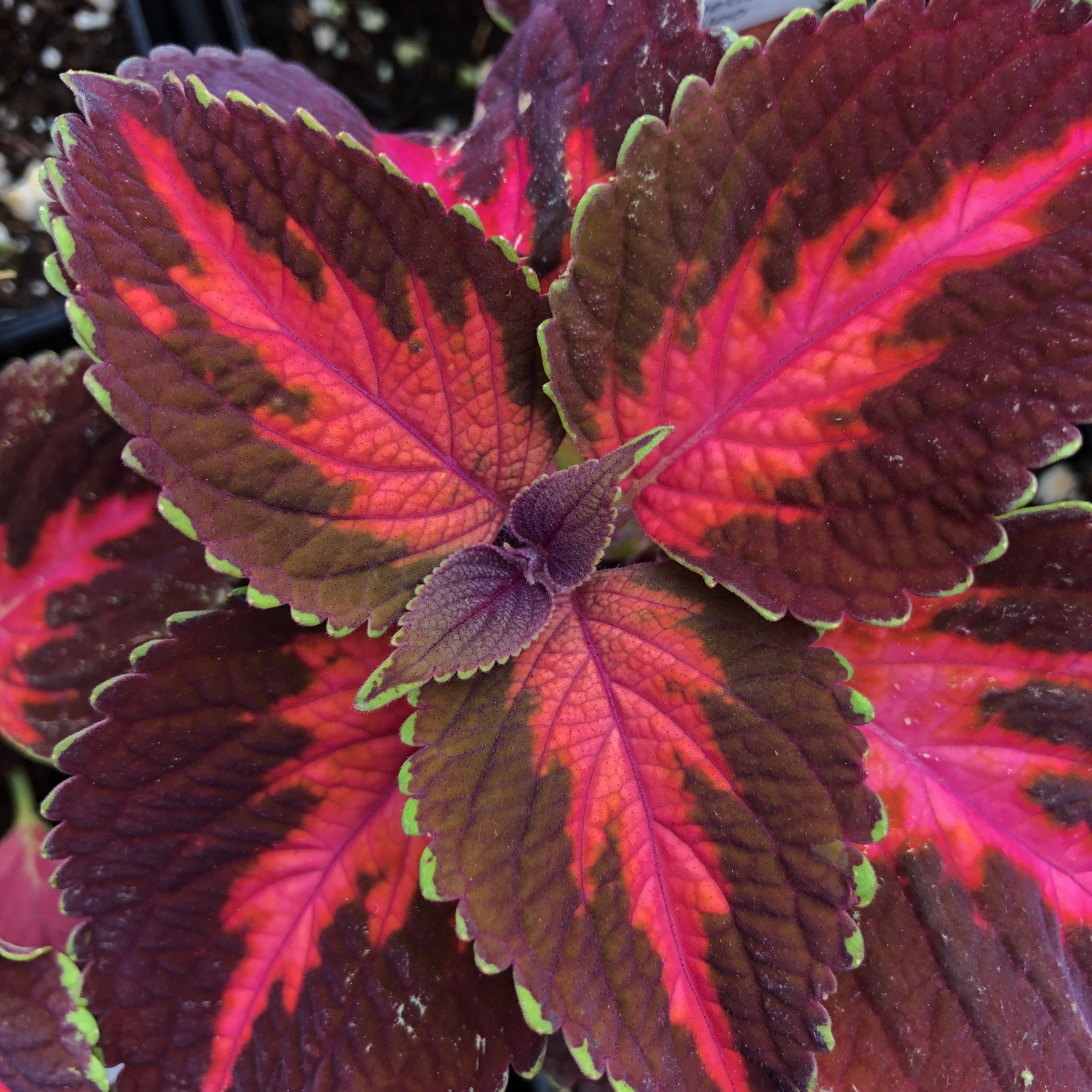 Plant Swap -- RSVP required
