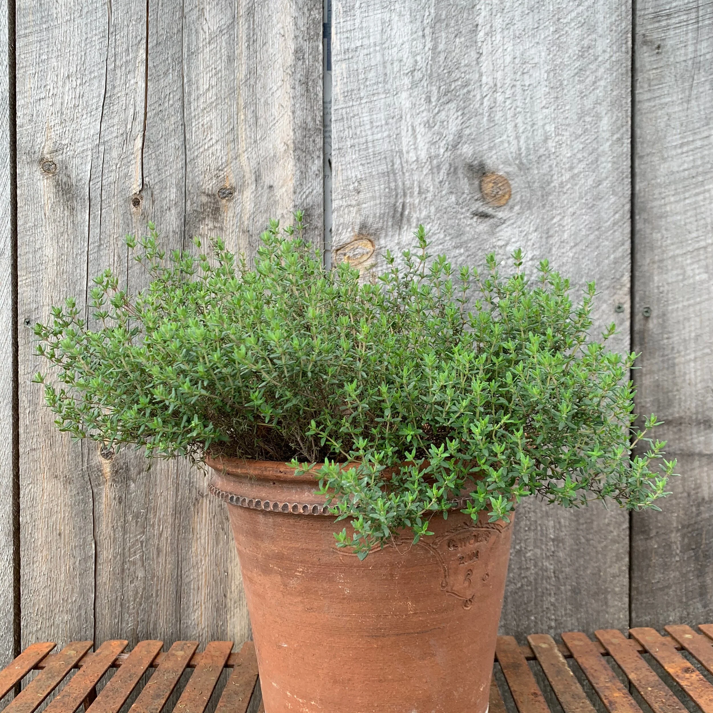French Thyme — The Magic Garden