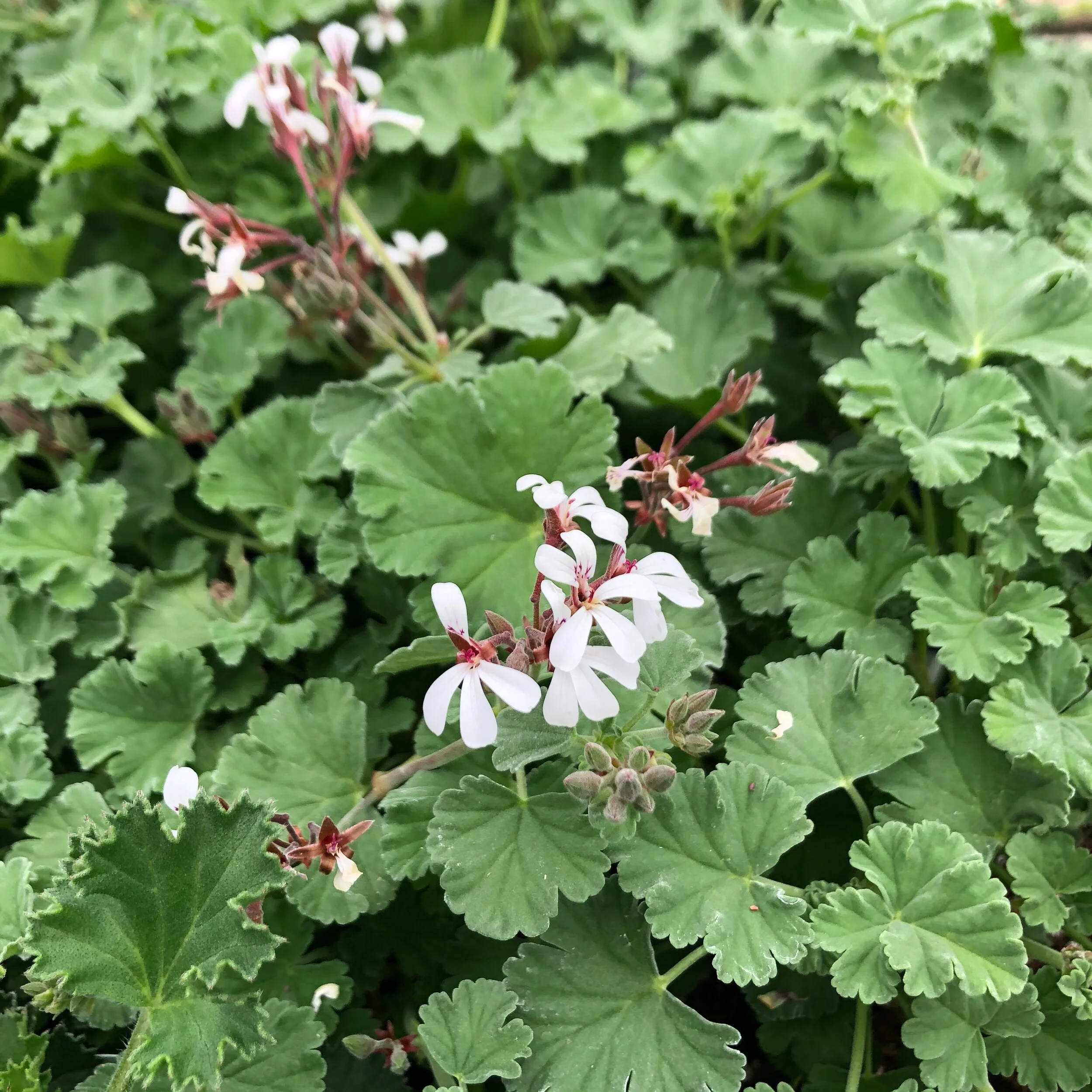 Nutmeg Scented Geranium — The Magic Garden