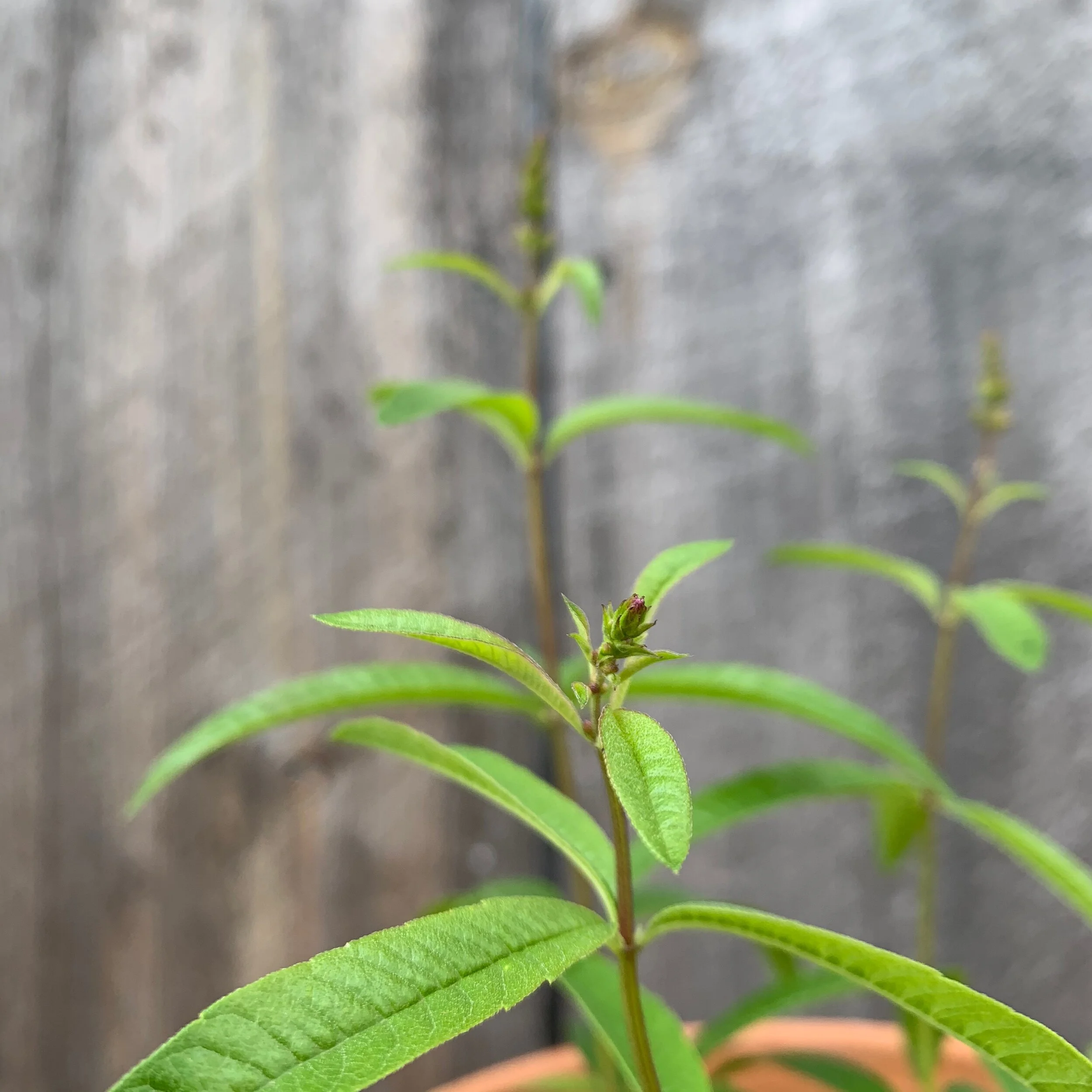 Lemon Verbena — The Magic Garden